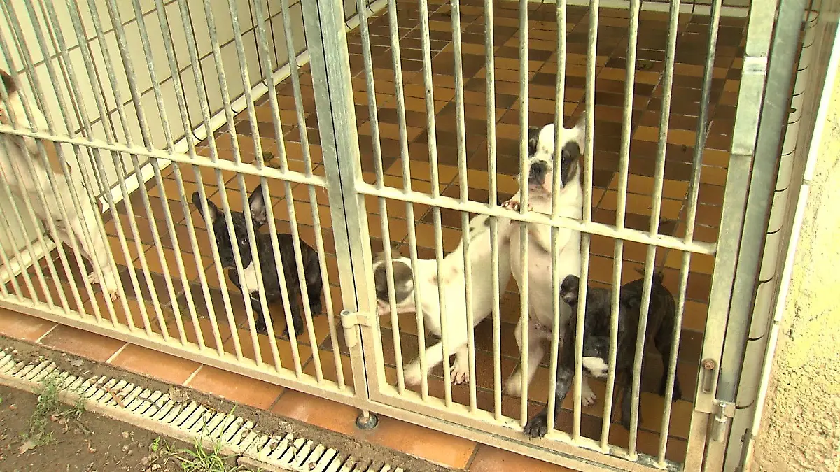 Sie sollten illegal verkauft werden, dabei waren sie noch viel zu jung. Fünf kleine Bulldoggen-Welpen sind aktuell im Tierheim Darmstadt in Quarantäne.