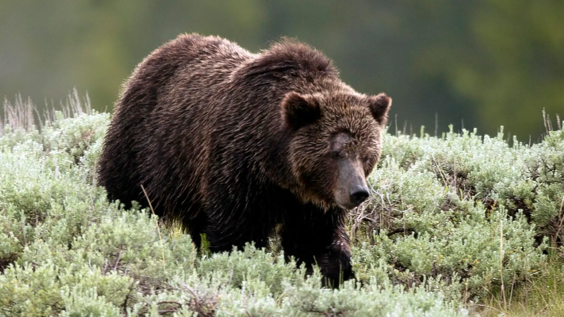 Grizzlybär im Yellowstone National Park.