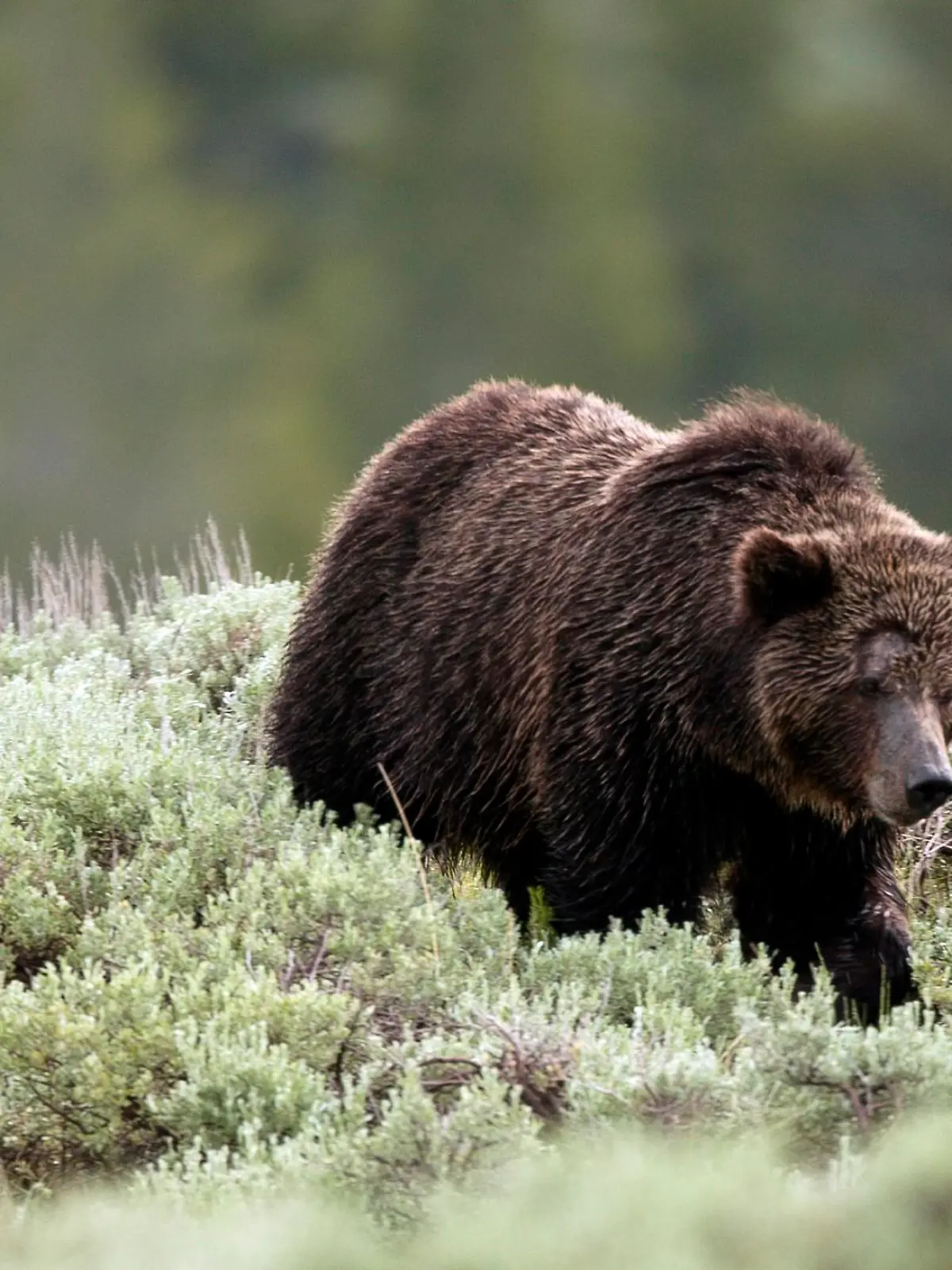Grizzlybär im Yellowstone National Park. 