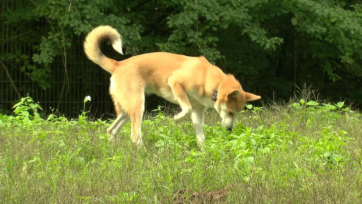 Vom Kofferraum in ein neues Zuhause. Für Hündin Stella gibt es eine Happy End.