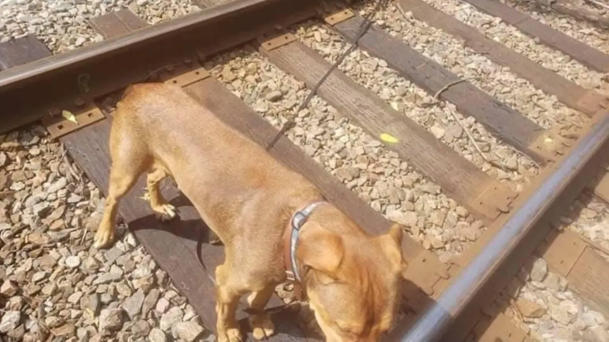 Hund auf Bahngleisen