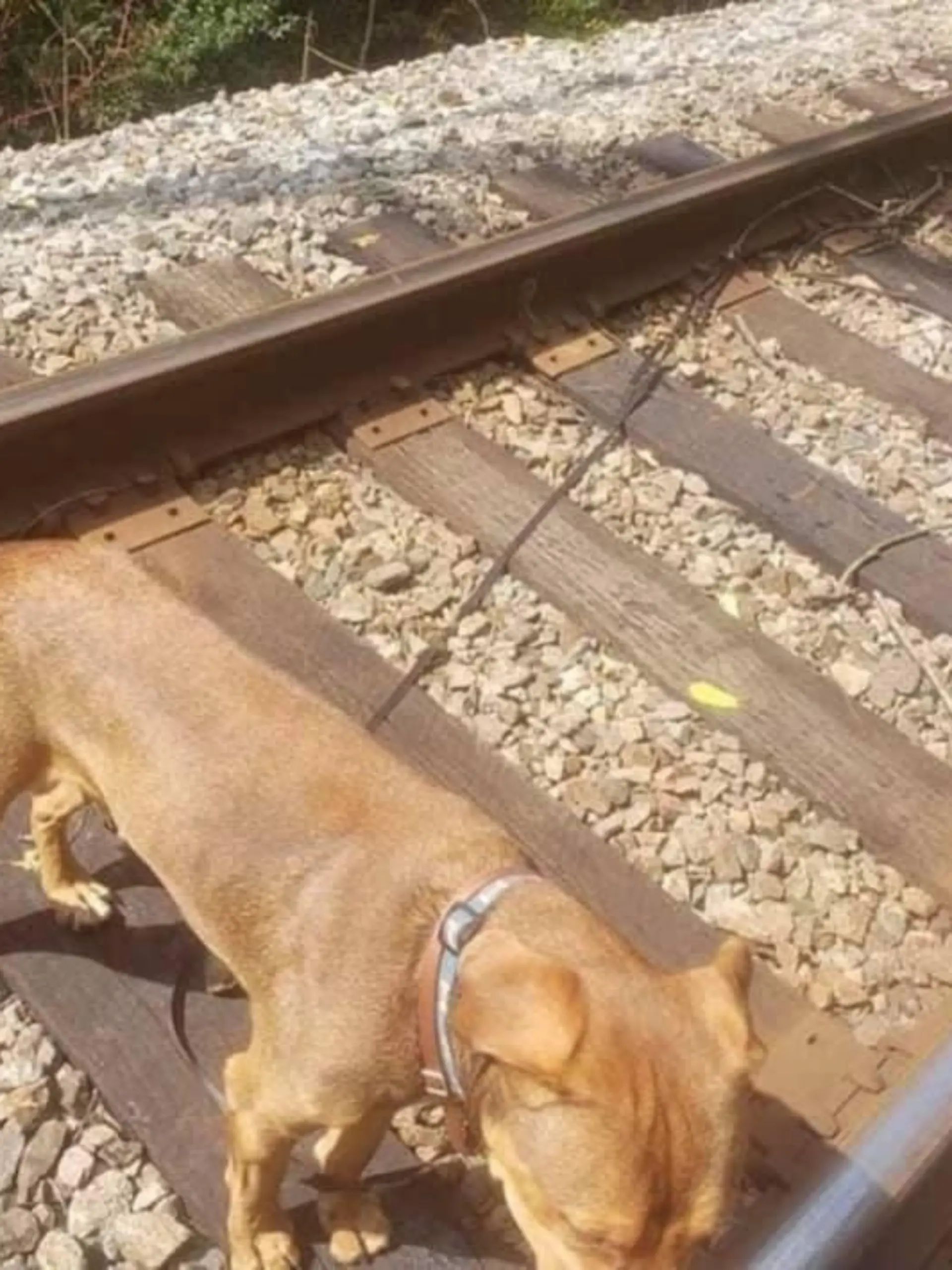 Hund auf Bahngleisen