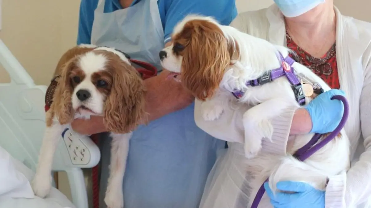 A Chester hospice resident was visited by some very special guests when staff surprised her with her beloved pet horse and dogs.
Jan Holman, 68, had spent four weeks at the Hospice of the Good Shephard in Chester and had been desperately missing her two Cavalier King Charles Spaniels Monty and Rowley along with Bob, a piebald Cob.
Staff decided to surprise her by putting her furry friends on the list to give Jan a heartfelt reunion with her beloved trio.
Credit: CheshireLive/MEN