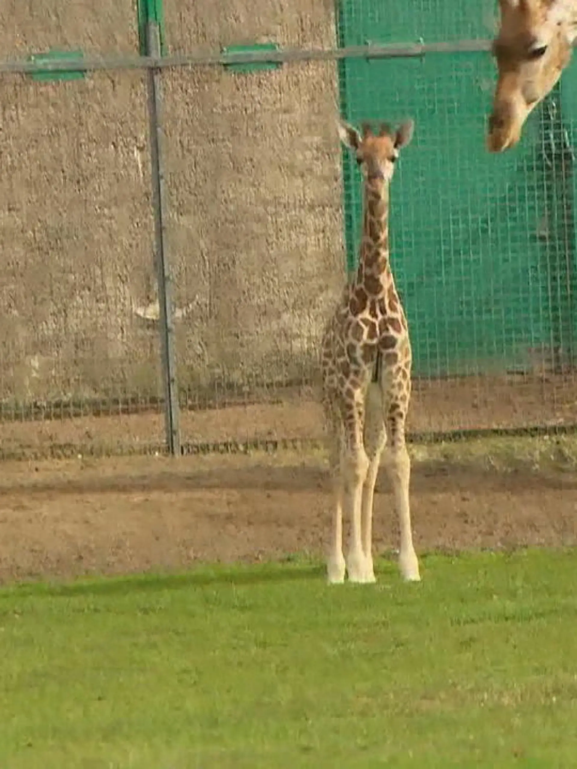 Bild zu: "Giraffenbaby im Safariland geboren"