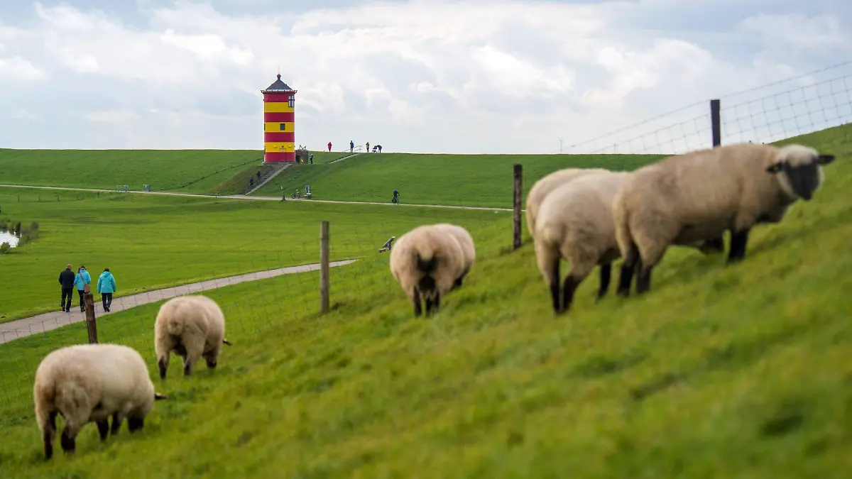 06.10.2021, Niedersachsen, Krummhörn: Schafe grasen auf dem Deich vor dem Pilsumer Leuchtturm. Foto: Sina Schuldt/dpa +++ dpa-Bildfunk +++