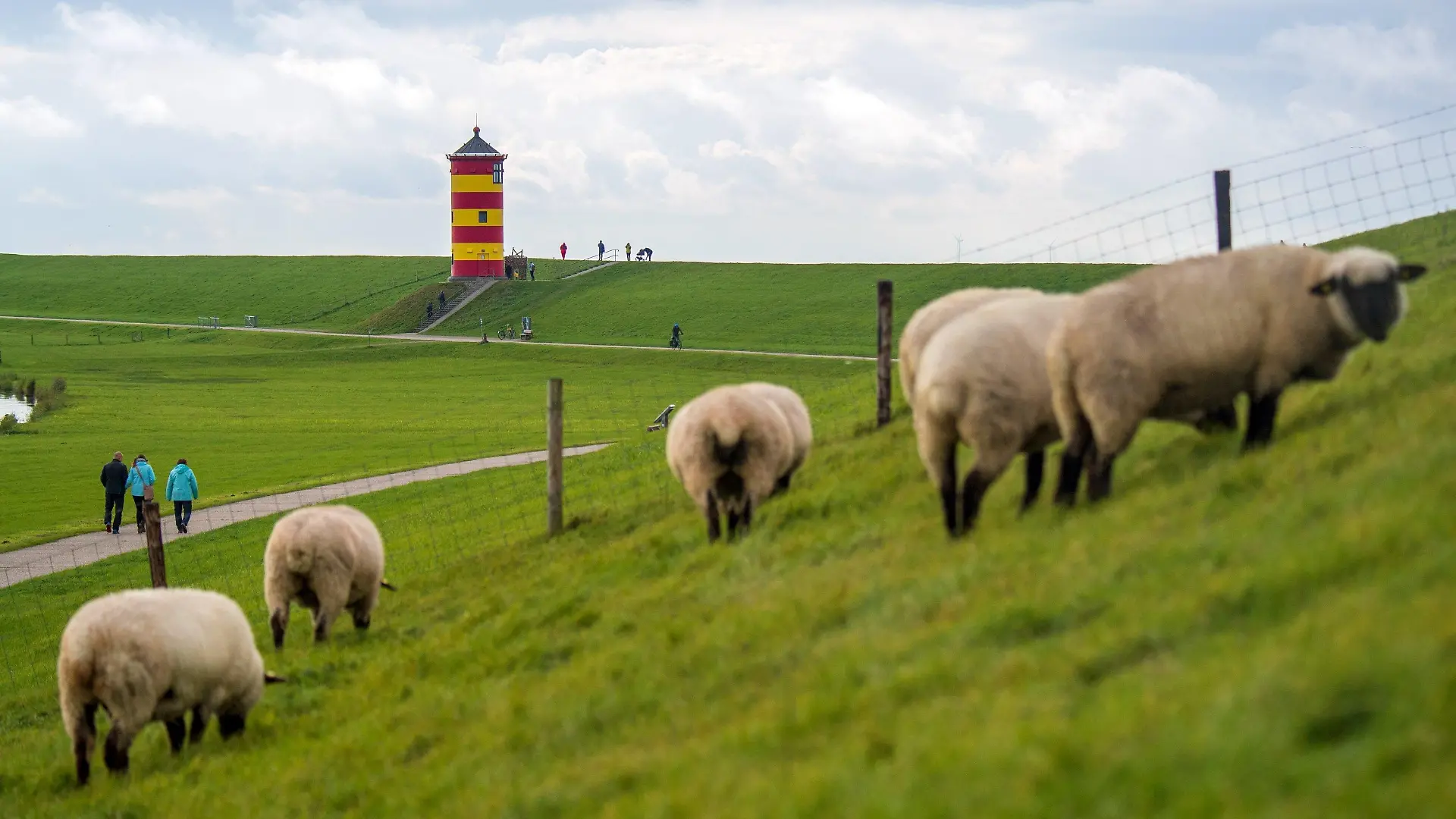 06.10.2021, Niedersachsen, Krummhörn: Schafe grasen auf dem Deich vor dem Pilsumer Leuchtturm. Foto: Sina Schuldt/dpa +++ dpa-Bildfunk +++