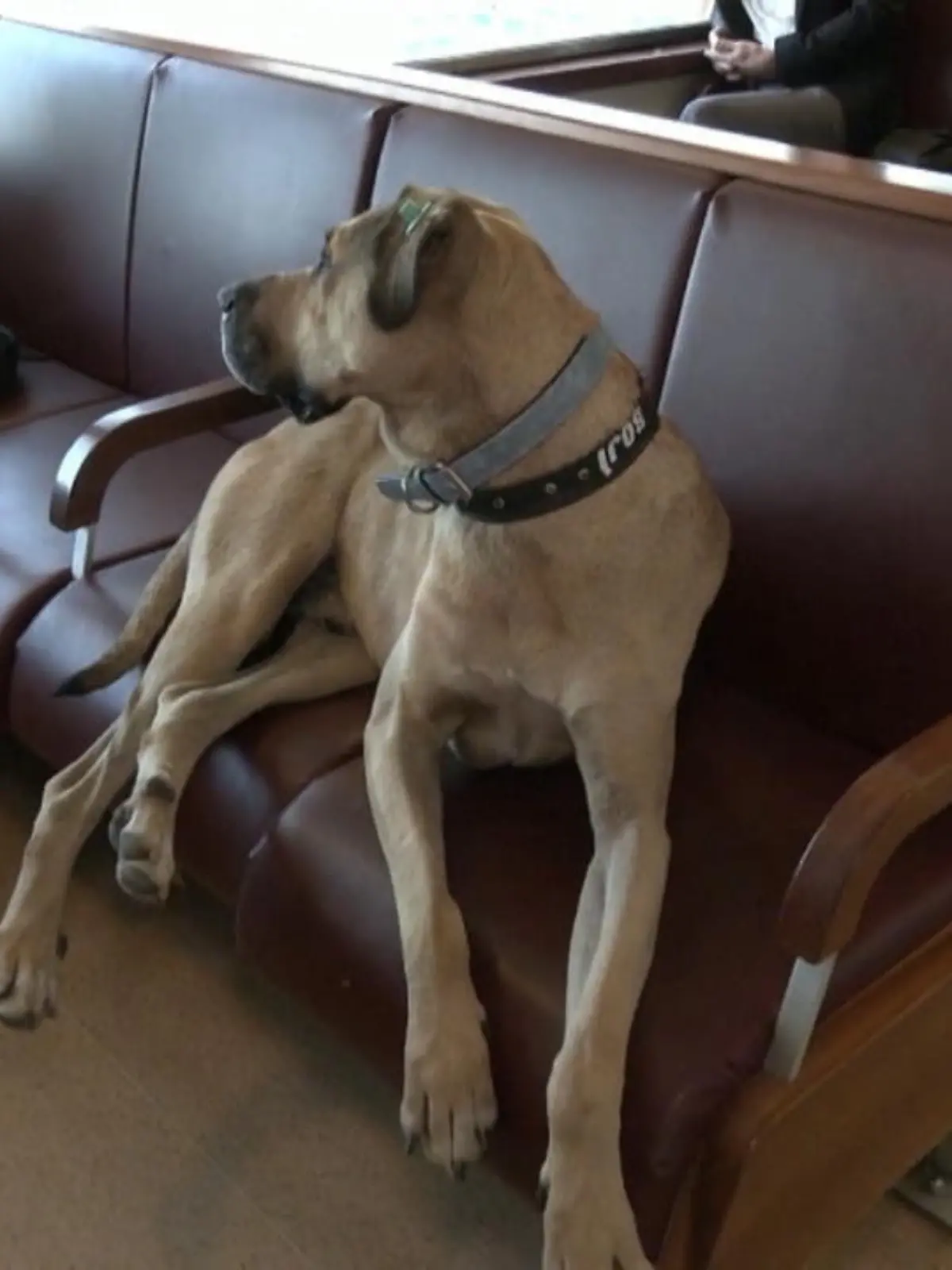 Dieser Hund aus Istanbul hat es sich gerade zwischen den Passagieren auf einer Fähre gemütlich gemacht. Der Kangal-Mischling ist in Istanbul bekannt wie ein bunter...naja, Sie wissen schon. Denn Straßenhund Boji liebt es, mit den öffentlichen Verkehrsmitteln zu pendeln.