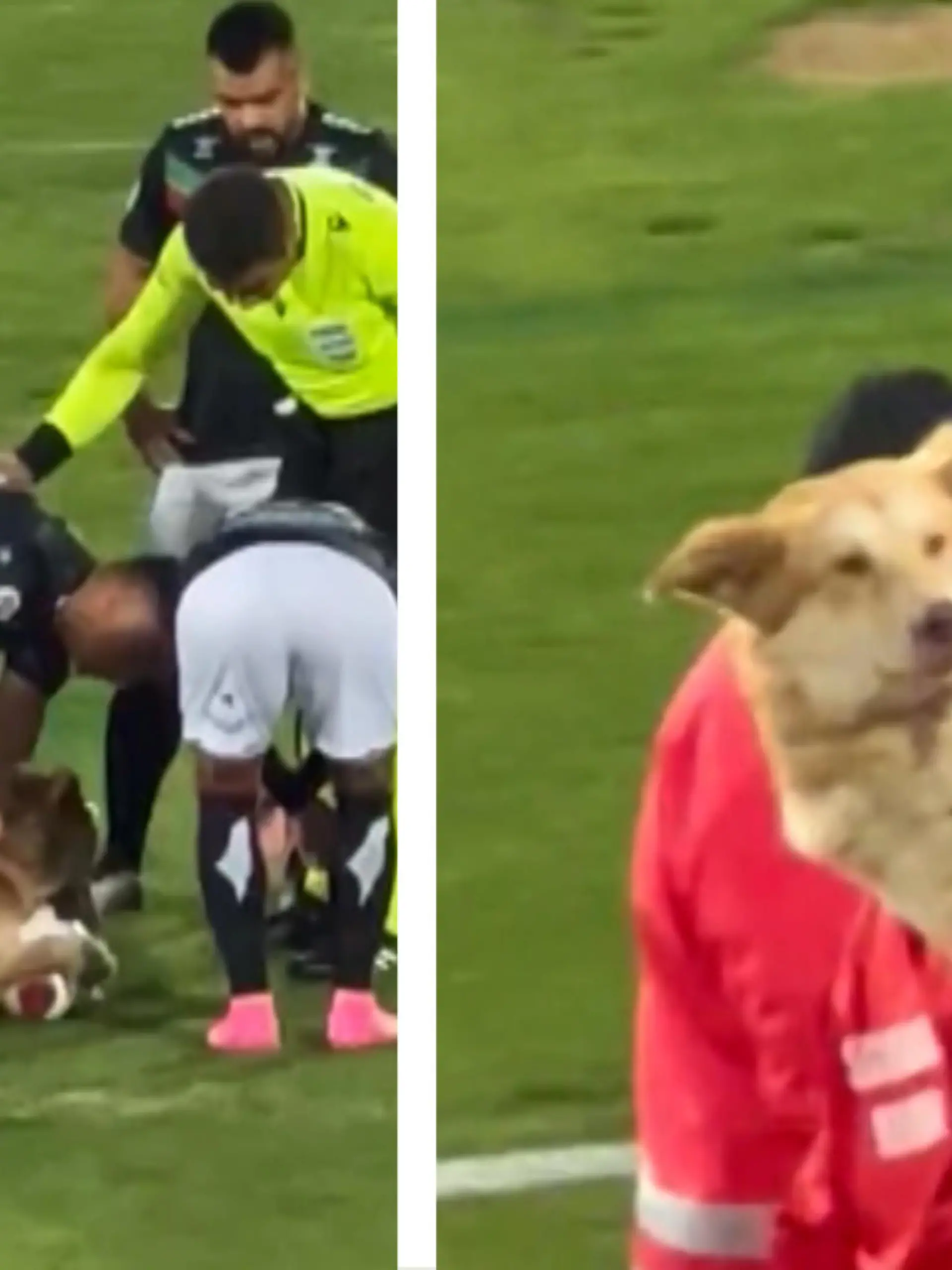 Da wollte wohl jemand mitspielen:
Kurz nach dem Anpfiff eines Fußballspiels in der chilenischen Profiliga sprintet plötzlich ein Hund auf das Spielfeld und schnappt sich den Ball.
Schwanzwedelnd beißt der Golden Retriever beherzt in sein „Bällchen“ und scheint die Spieler um sich herum zu ignorieren.
Die hingegen begrüßen den Vierbeiner zunächst mit Streicheleinheiten, bevor er mit einem enttäuschten Blick erst von einem Spieler, dann von einem Mitarbeiter vom Platz getragen wird.
Viele Tore gab es bei dem späteren 1:0 zwar nicht zu sehen, doch für einen unvergesslichen Moment hat der fellige Flitzer auf jeden Fall gesorgt! 
