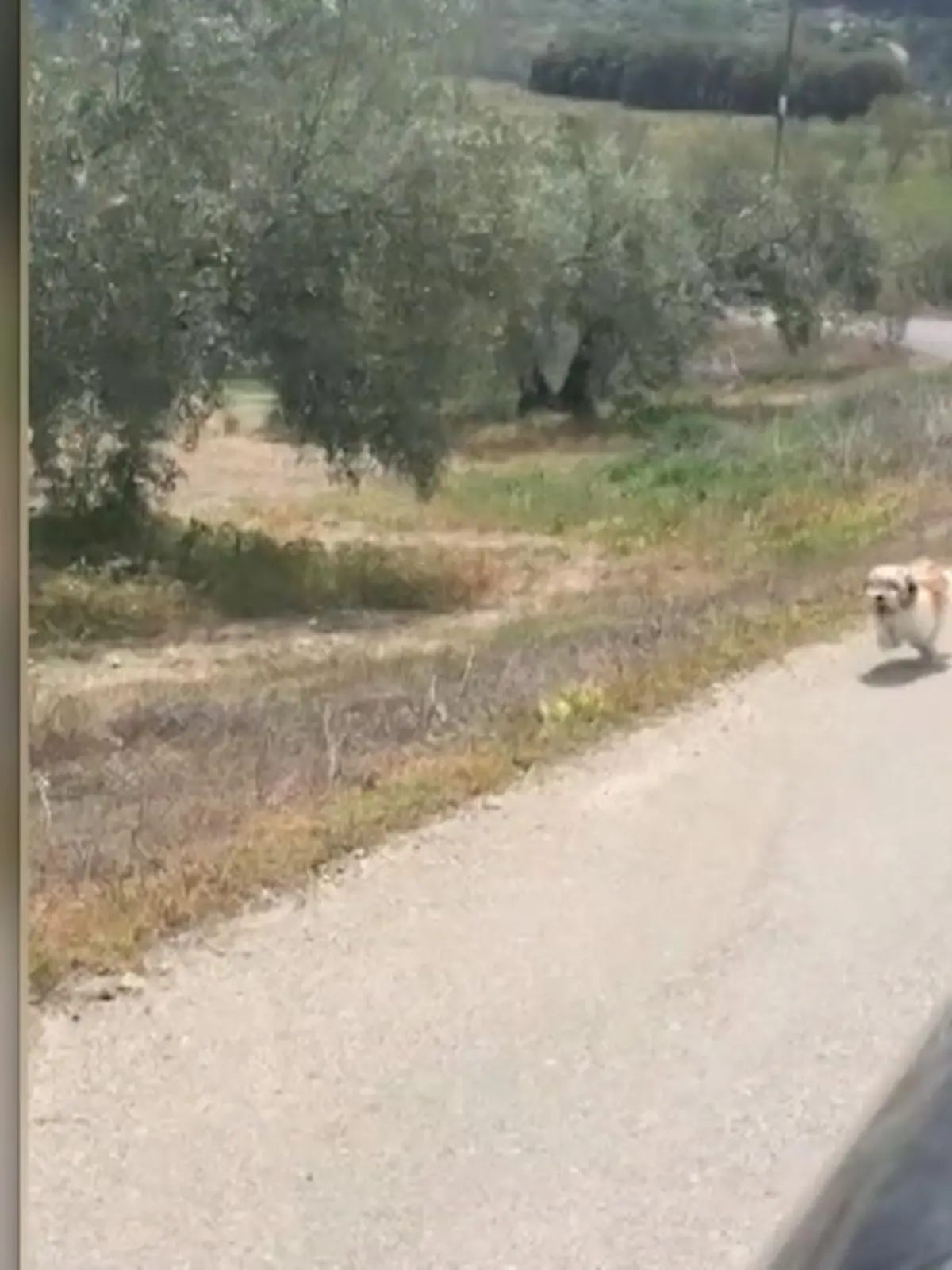 Was aussieht wie ein spielerischer Sprint um die Wette, ist eigentlich ein Hilferuf. Denn der kleine Shorkie rennt einem reisenden Paar aus Italien so lange hinterher, bis sie anhalten und ihn aufnehmen.