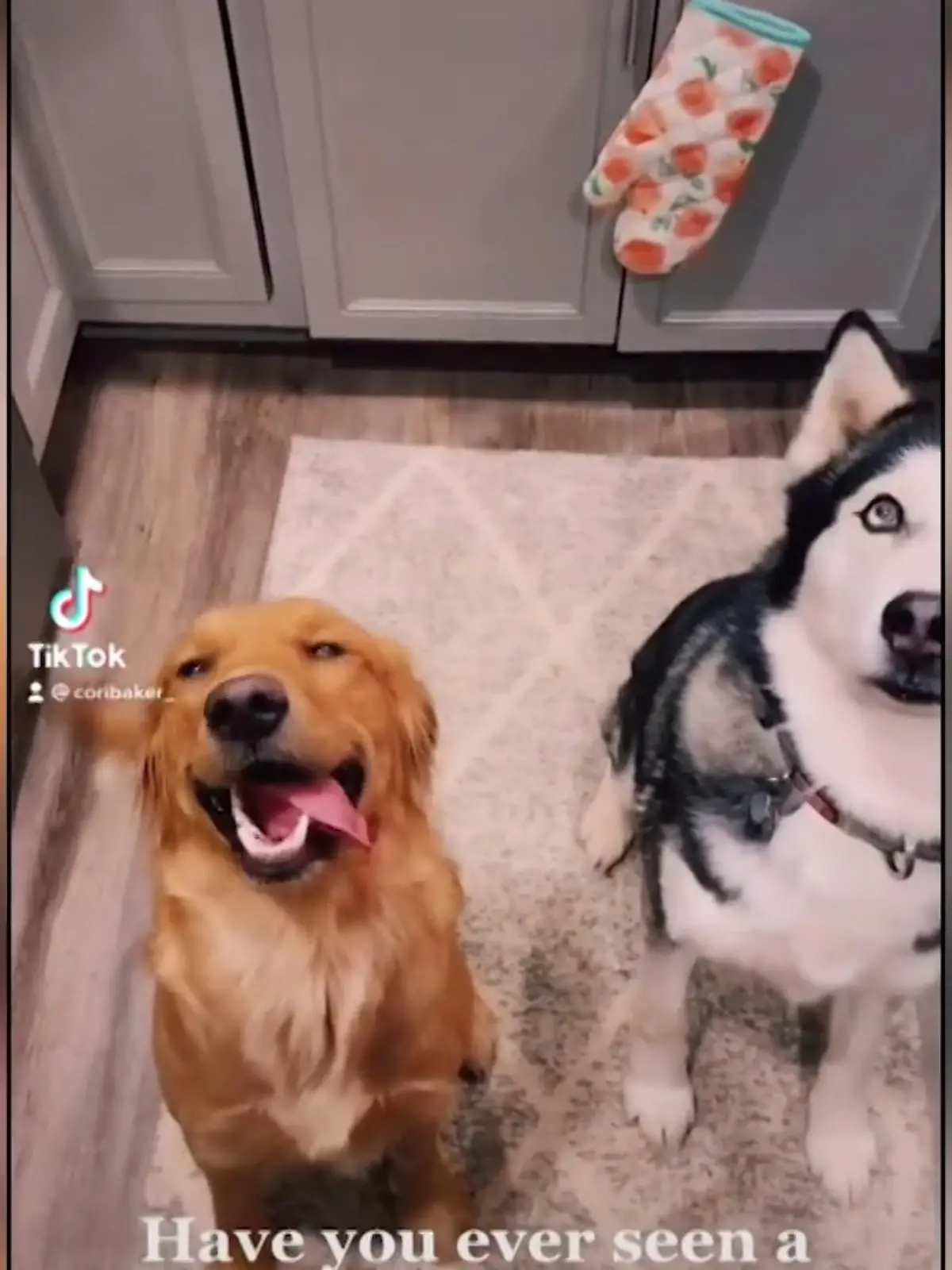 Wo die Liebe hinfällt. Husky und Goldie haben Nachwuchs bekommen.