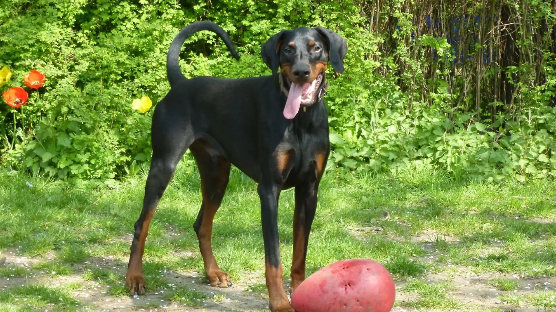 Jamie kam in den vergangenen zehn Jahren immer wieder ins Tierheim. Nun ist er verstorben.