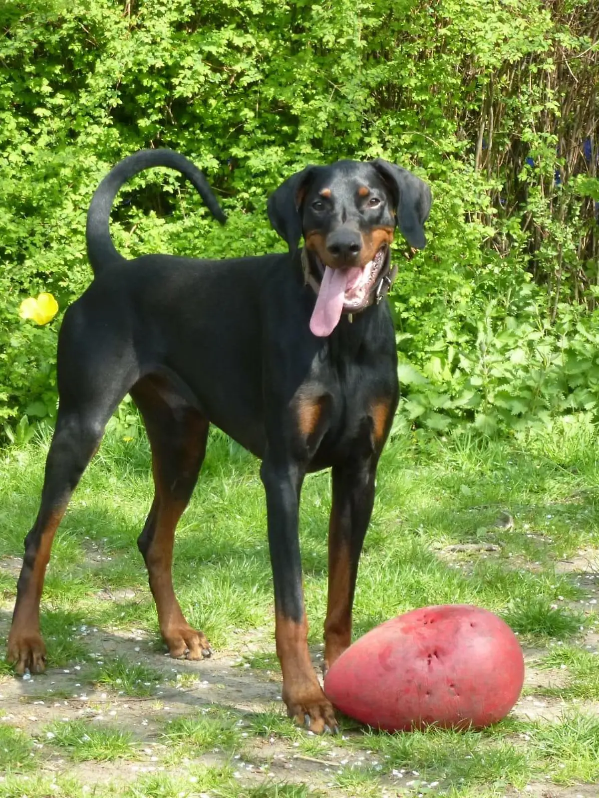 Jamie kam in den vergangenen zehn Jahren immer wieder ins Tierheim. Nun ist er verstorben.