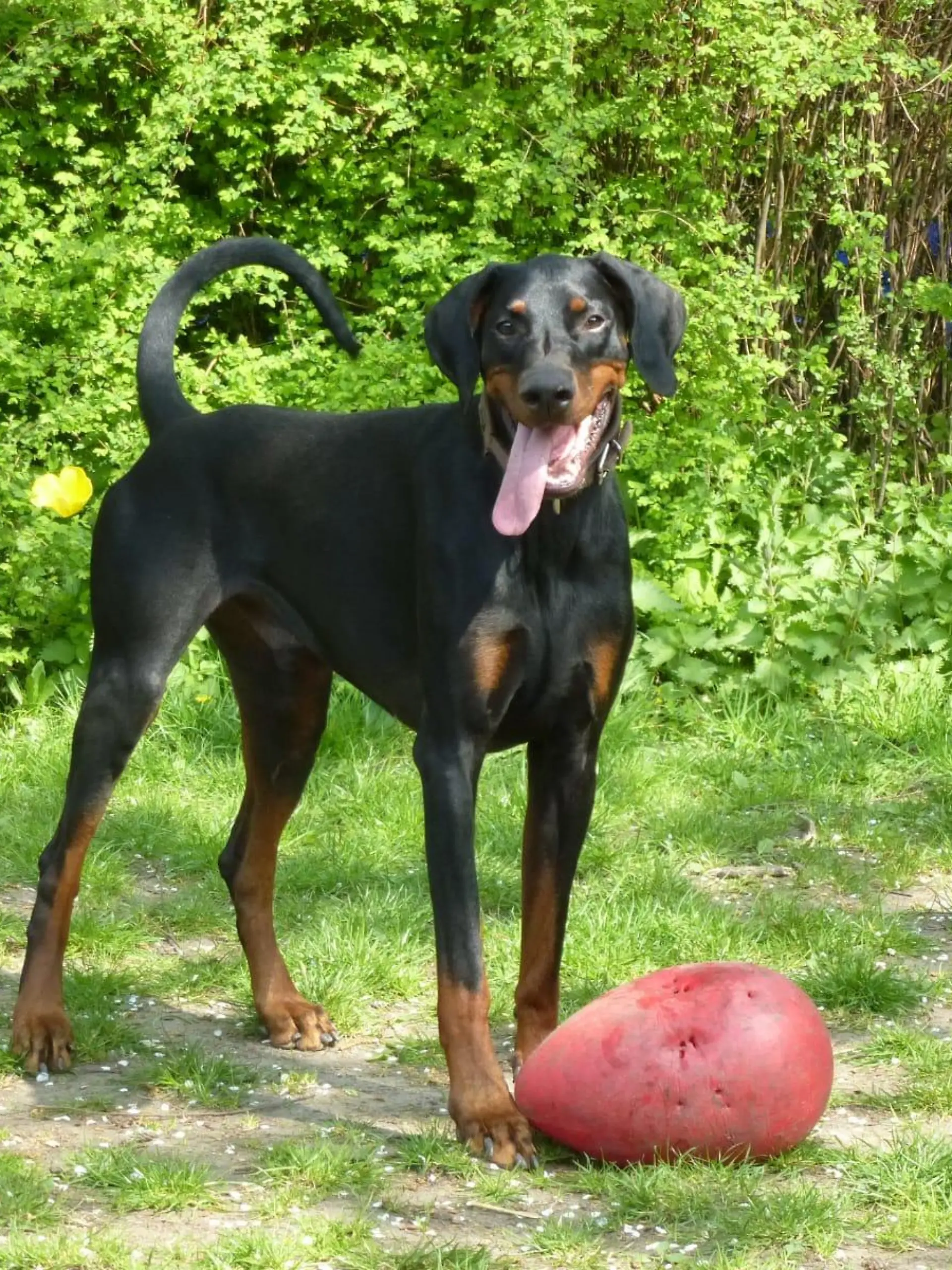 Jamie kam in den vergangenen zehn Jahren immer wieder ins Tierheim. Nun ist er verstorben.