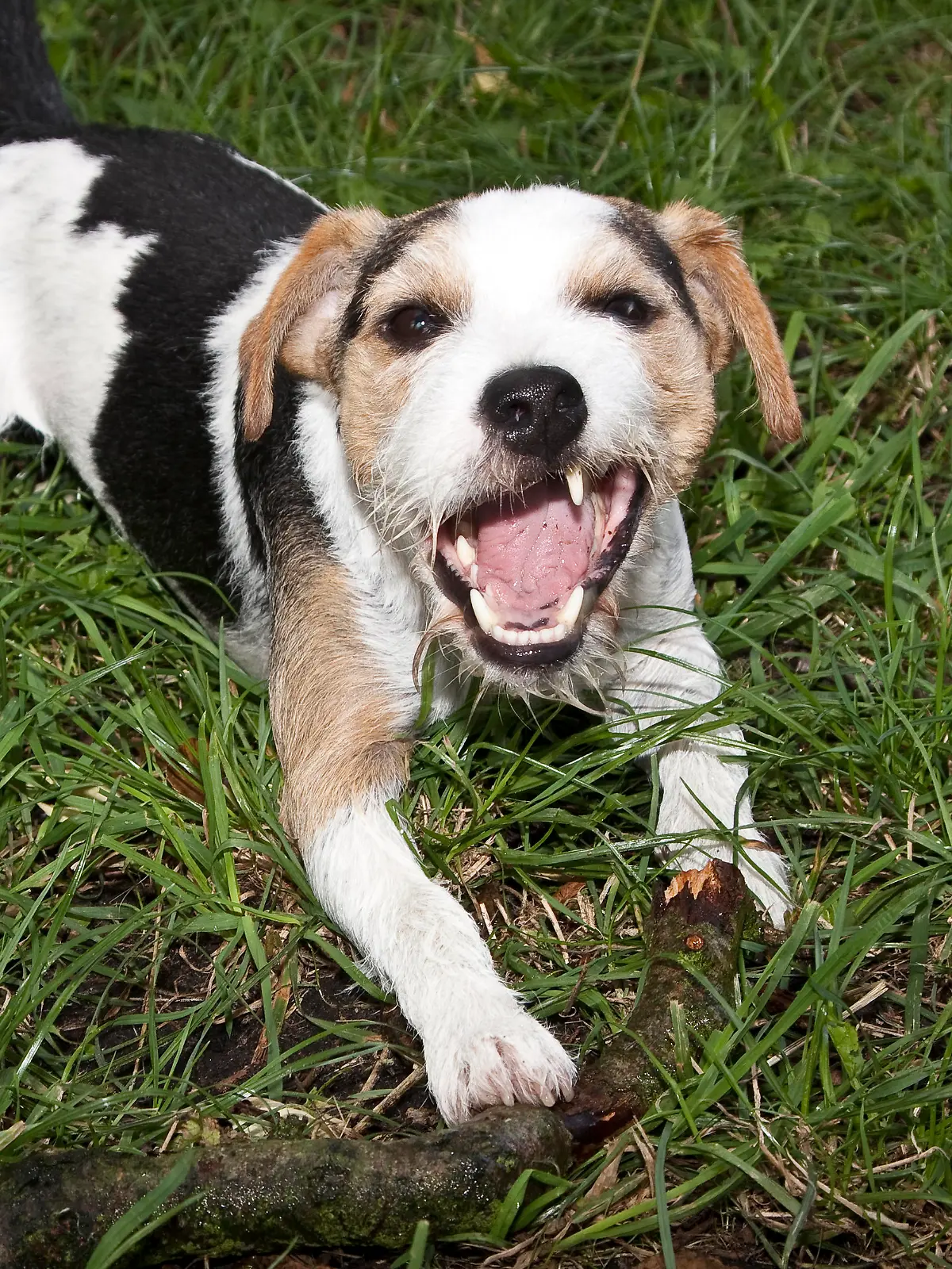 bissiger Hund