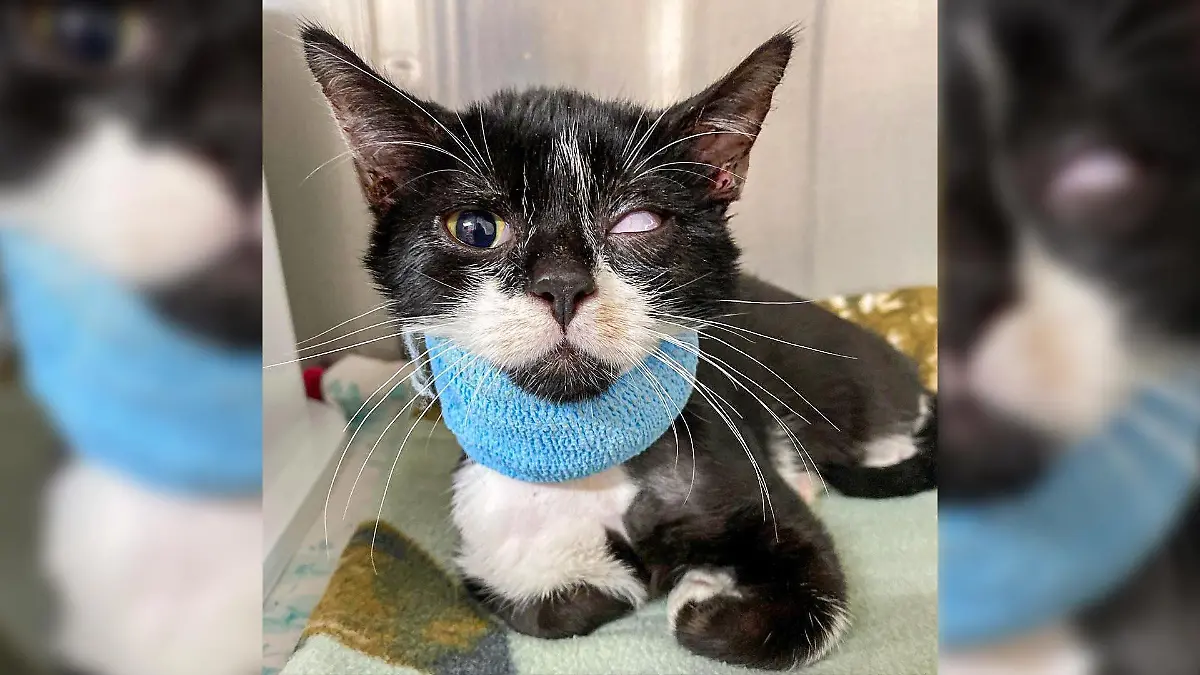 Schwarz-weißer Kater mit Halsverband.