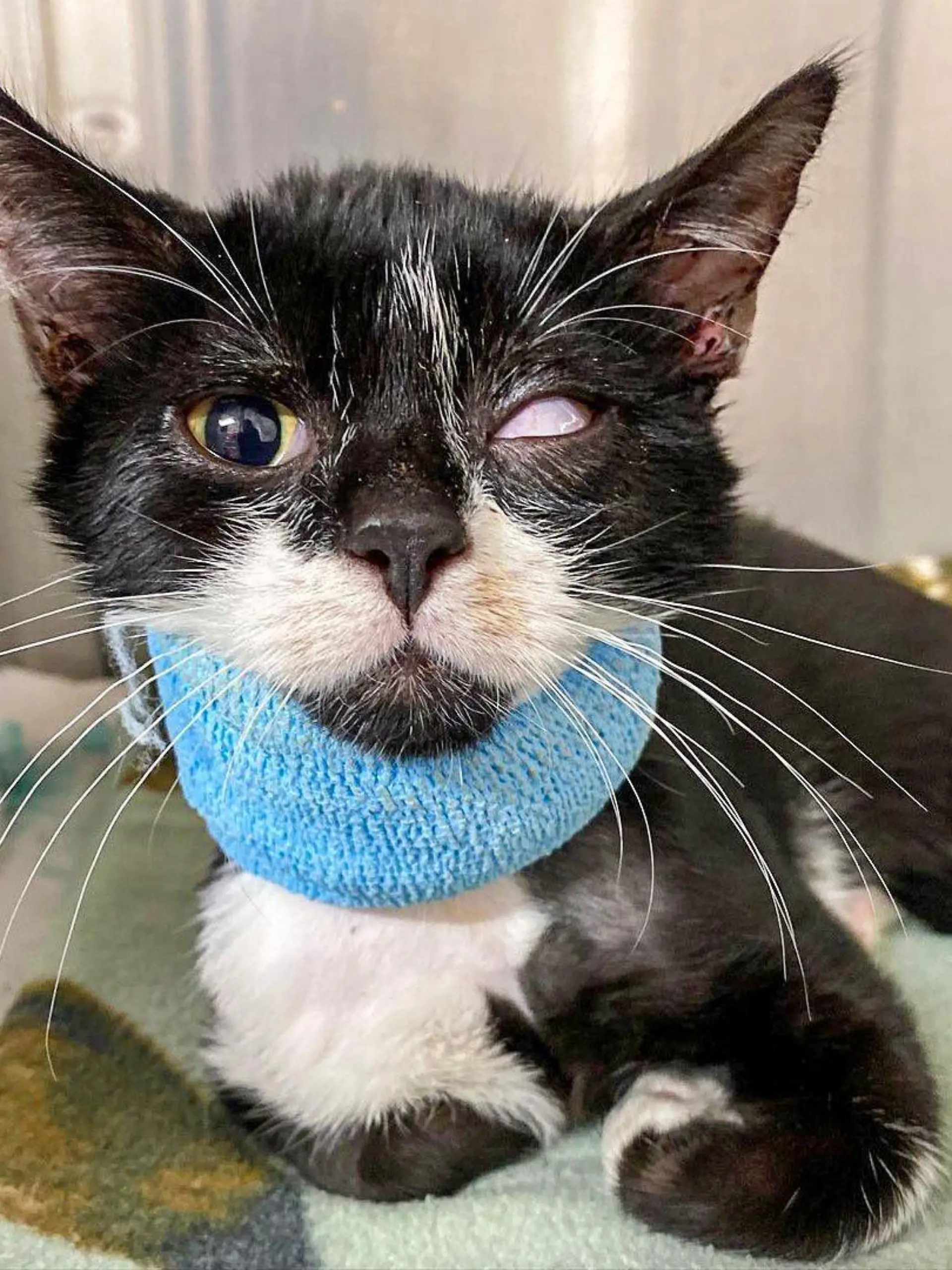 Schwarz-weißer Kater mit Halsverband.