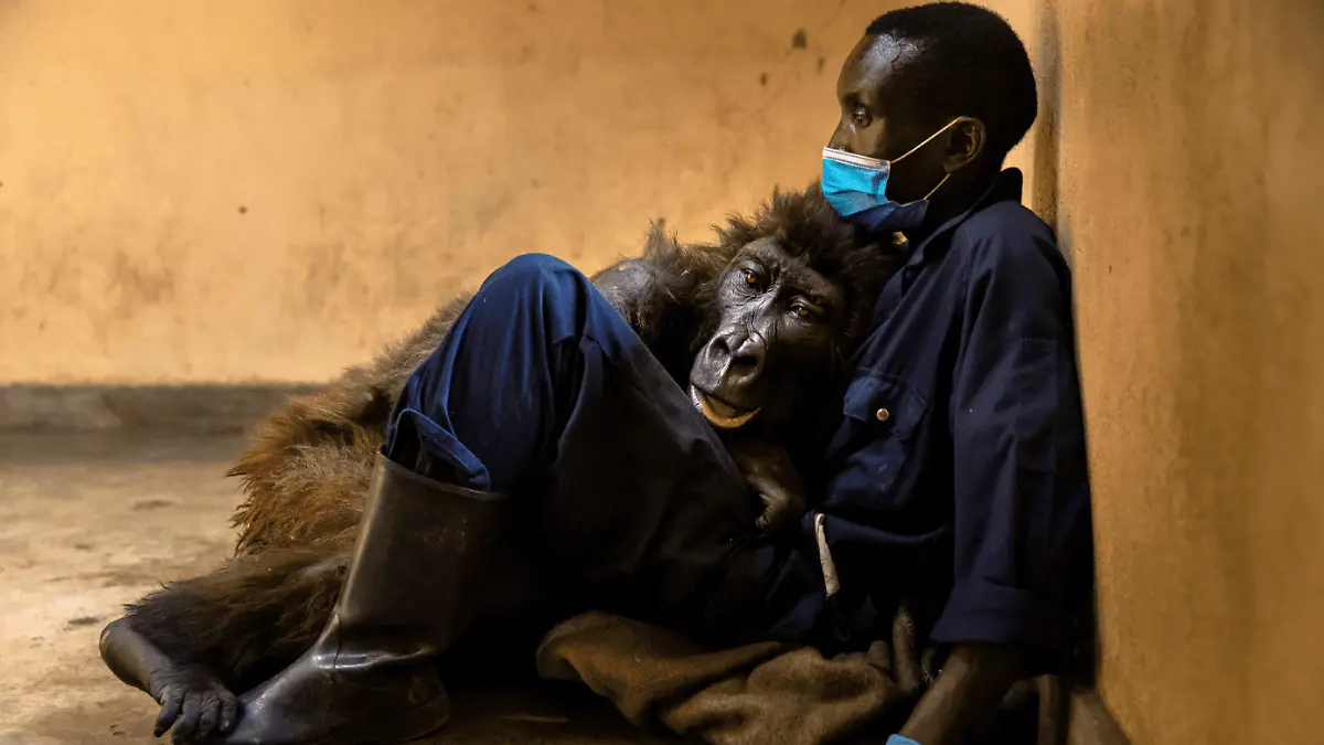 HANDOUT - 26.10.2021, Demokratische Republik Kongo, Kinshasa: Das sterbende Berggorillaweibchen namens Ndakasi liegt in den Armen des Pflegers Andre Bauma. Ndakasi die als Waise im Virunga-Nationalpark in der Demokratischen Republik Kongo gefunden und aufgezogen wurde, ist tot. (zu dpa "Trauer um Gorilla-Waise Ndakasi: In Armen ihres Pflegers gestorben") Foto: Brent Stirton/Virunga National Park/dpa - ACHTUNG: Nur zur redaktionellen Verwendung im Zusammenhang mit der aktuellen Berichterstattung und nur mit vollständiger Nennung des vorstehenden Credits +++ dpa-Bildfunk +++