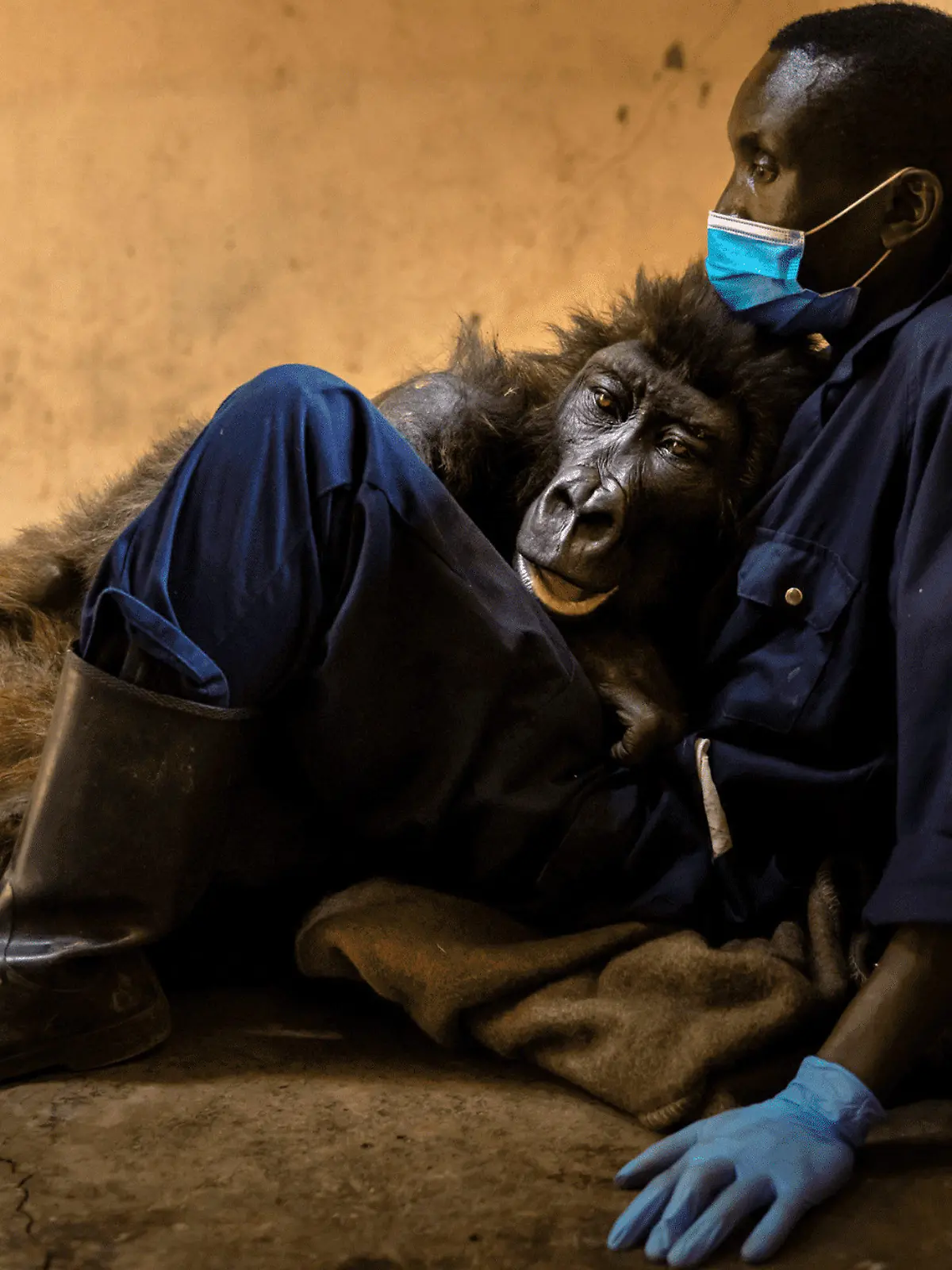 HANDOUT - 26.10.2021, Demokratische Republik Kongo, Kinshasa: Das sterbende Berggorillaweibchen namens Ndakasi liegt in den Armen des Pflegers Andre Bauma. Ndakasi die als Waise im Virunga-Nationalpark in der Demokratischen Republik Kongo gefunden und aufgezogen wurde, ist tot. (zu dpa "Trauer um Gorilla-Waise Ndakasi: In Armen ihres Pflegers gestorben") Foto: Brent Stirton/Virunga National Park/dpa - ACHTUNG: Nur zur redaktionellen Verwendung im Zusammenhang mit der aktuellen Berichterstattung und nur mit vollständiger Nennung des vorstehenden Credits +++ dpa-Bildfunk +++