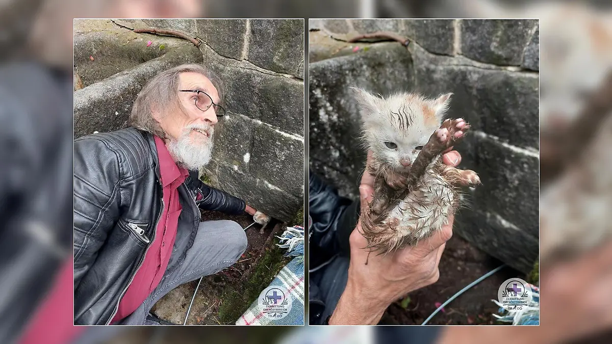 Die fleißigen Helfer der Tierrettung Oberösterreich haben ein kleines Kätzchen aus einem Sickerschacht retten können.