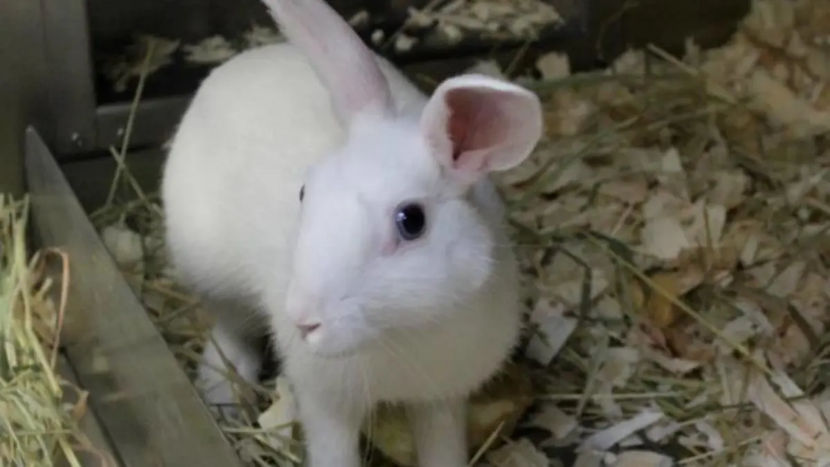 Johannes Löffelstiel wartet im Tierheim Süderstraße auf neue Besitzer.