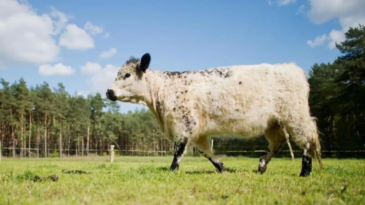 Ein Galloway-Rind