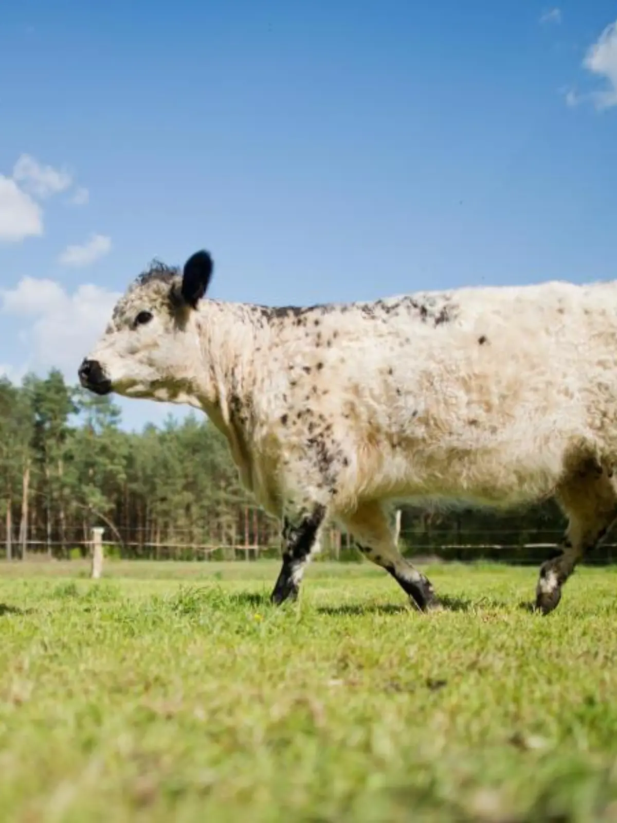 Ein Galloway-Rind