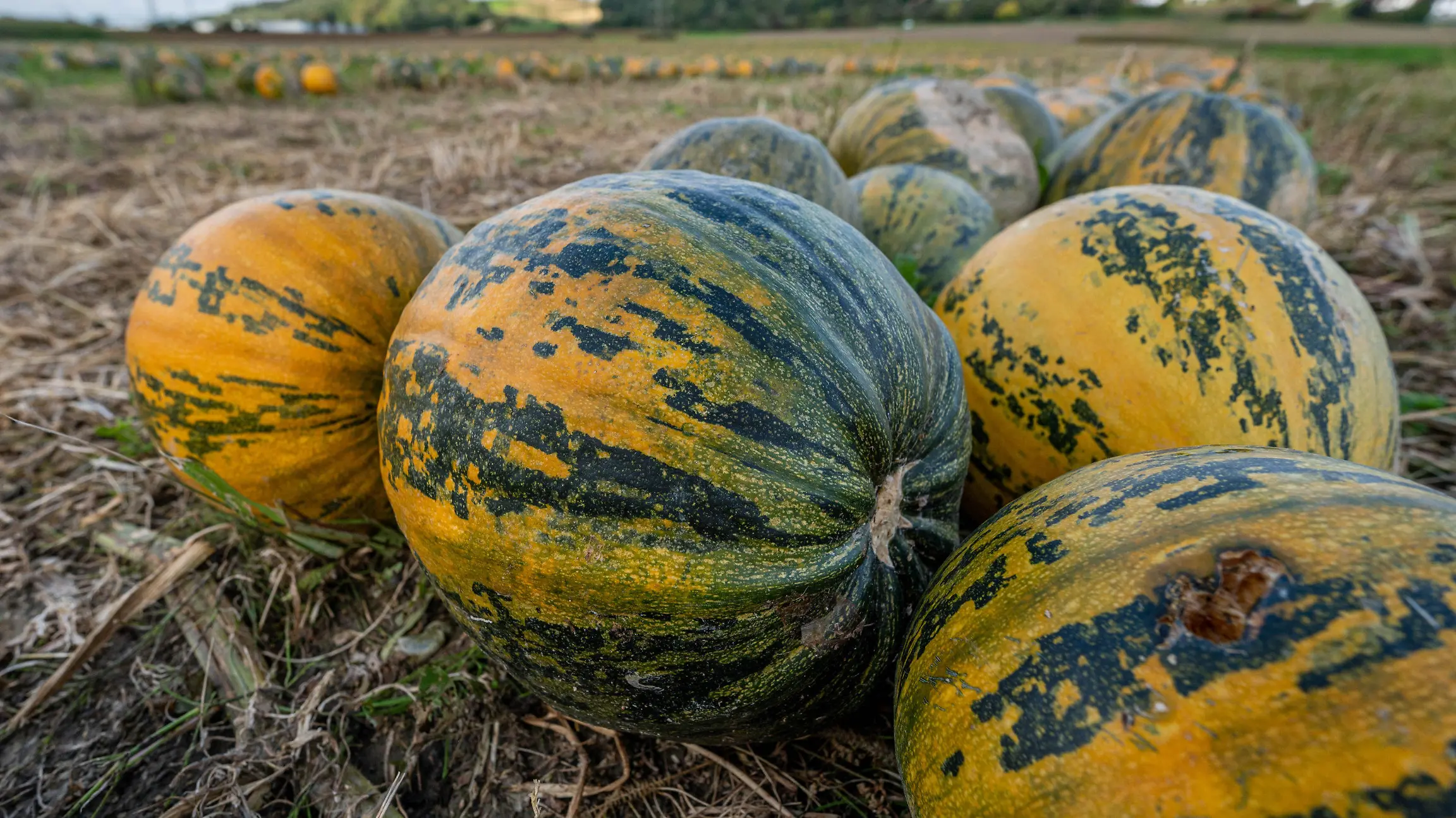 04.10.2021, Bayern, Moosthenning: Kürbisse liegen auf einem Feld. Foto: Armin Weigel/dpa +++ dpa-Bildfunk +++