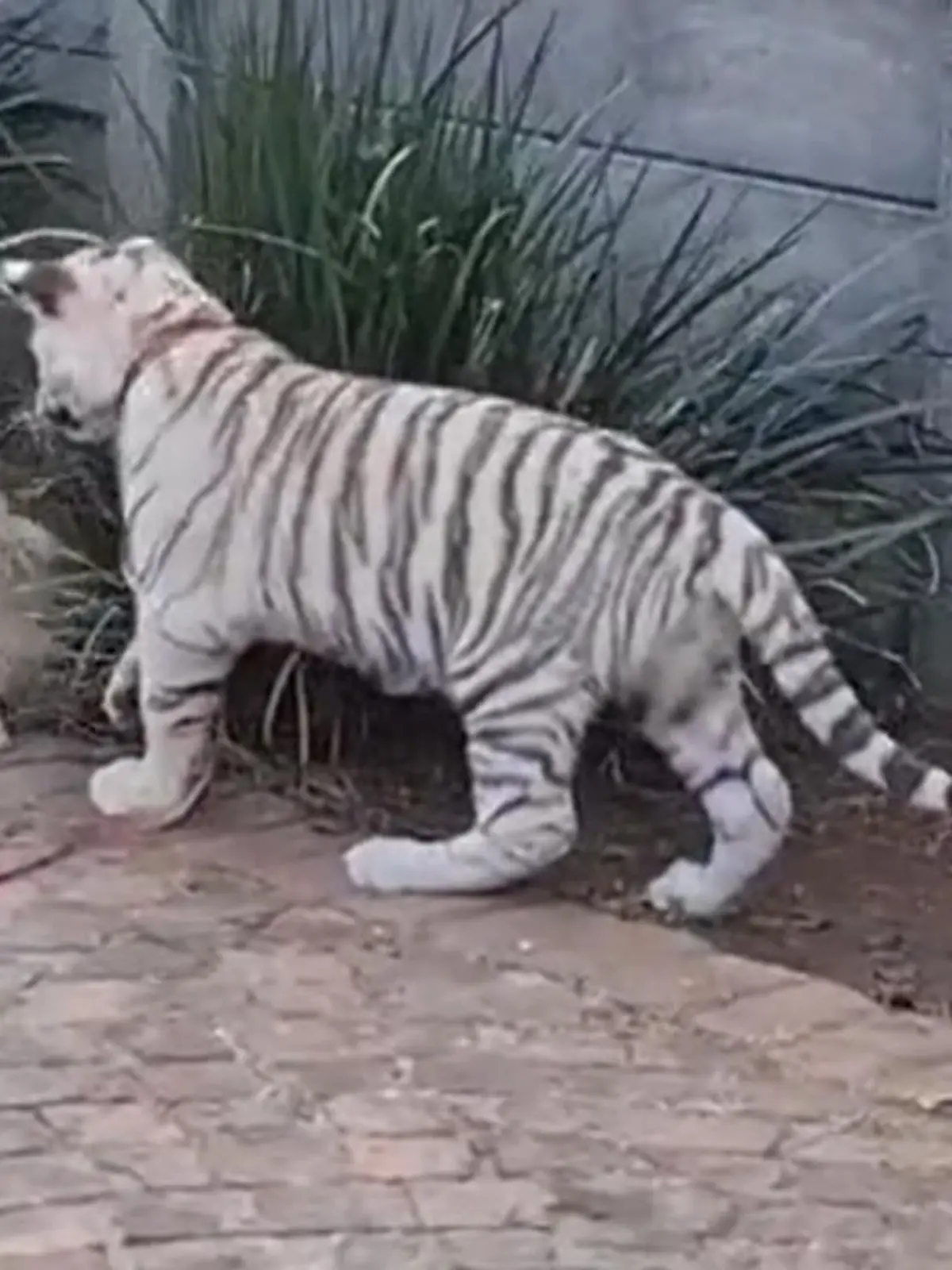 Tiger als Haustiere zu halten ist sehr gefährlich. Doch diese Haustierhalter bringen nicht nur sich in Gefahr, sondern auch dutzende Kinder.