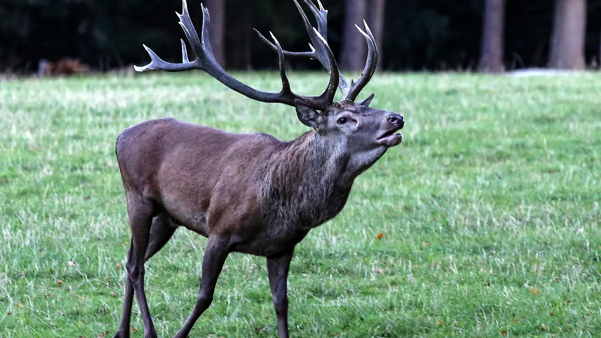 Hirsch, Brunftzeit, Hirschbrunft, Waldland, Forsthaus Hohenroth Sommer im Siegerland am 18.09.2020 in Netphen-Brauersdorf/Deutschland. *** Deer, rutting season, stag rut, woodland, foresters lodge Hohenroth Summer in Siegerland on 18 09 2020 in Netphen Brauersdorf Germany