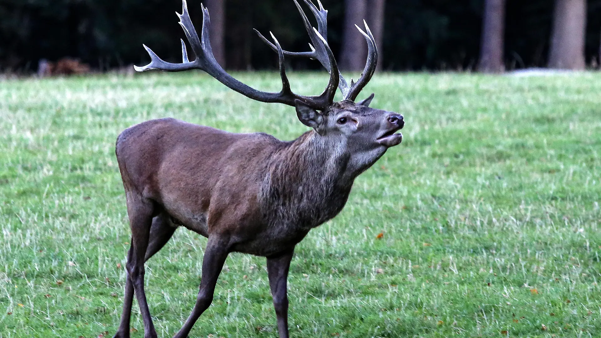 Hirsch, Brunftzeit, Hirschbrunft, Waldland, Forsthaus Hohenroth Sommer im Siegerland am 18.09.2020 in Netphen-Brauersdorf/Deutschland. *** Deer, rutting season, stag rut, woodland, foresters lodge Hohenroth Summer in Siegerland on 18 09 2020 in Netphen Brauersdorf Germany