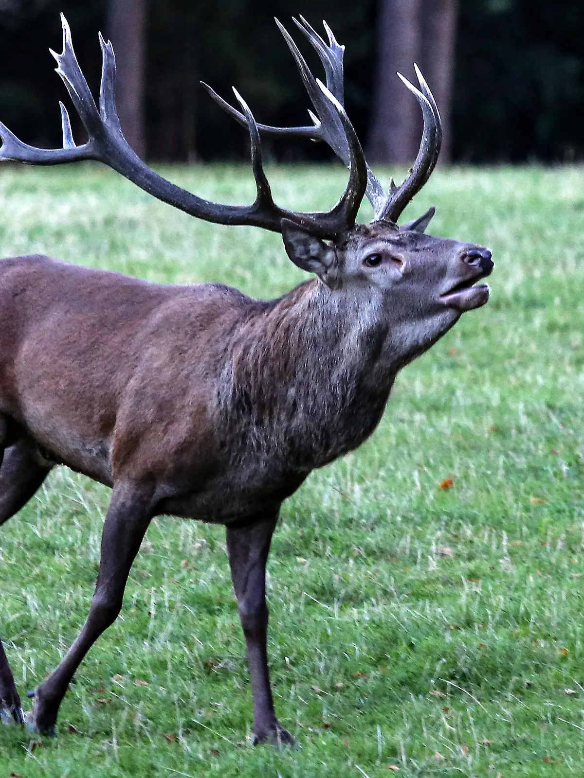 Hirsch, Brunftzeit, Hirschbrunft, Waldland, Forsthaus Hohenroth Sommer im Siegerland am 18.09.2020 in Netphen-Brauersdorf/Deutschland. *** Deer, rutting season, stag rut, woodland, foresters lodge Hohenroth Summer in Siegerland on 18 09 2020 in Netphen Brauersdorf Germany