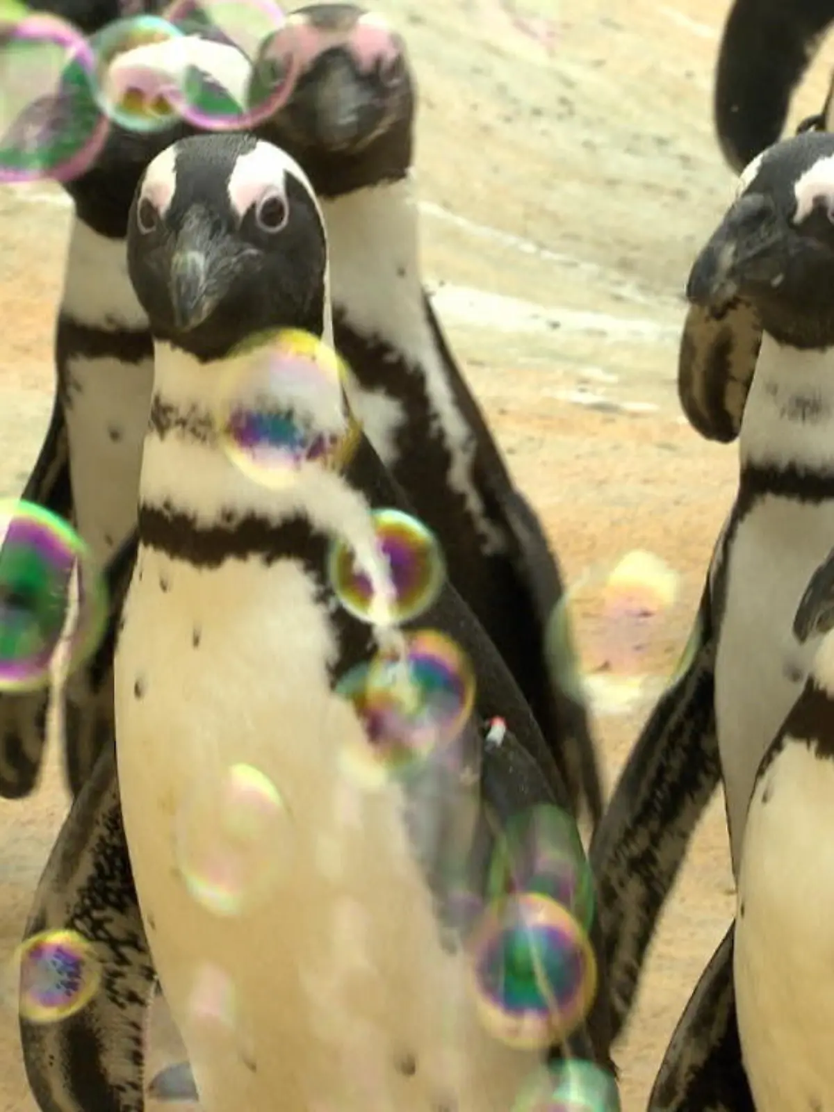 Zum 30. Geburtstag haben wir von RTL Nord vom Erlebnis-Zoo Hannover die Patenschaft für einen kleinen Brillen-Pinguin geschenkt bekommen und Sie um Namensvorschläge gebeten. Jetzt durften die beiden Namensgeberinnen unser Paten-Küken besuchen. Im Video nehmen wir sie mit zur Pinguin-Party in Yukon Bay.