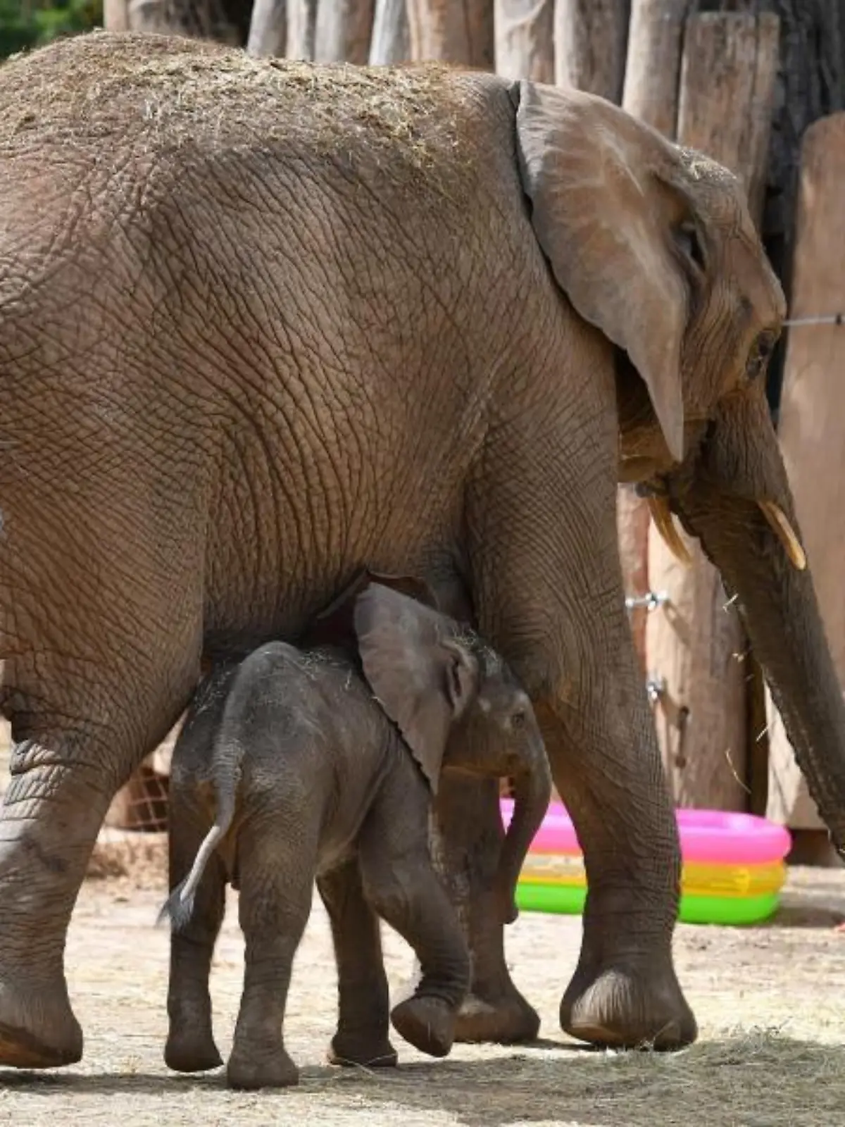 Elefantenbaby und Mutter im Zoo Halle