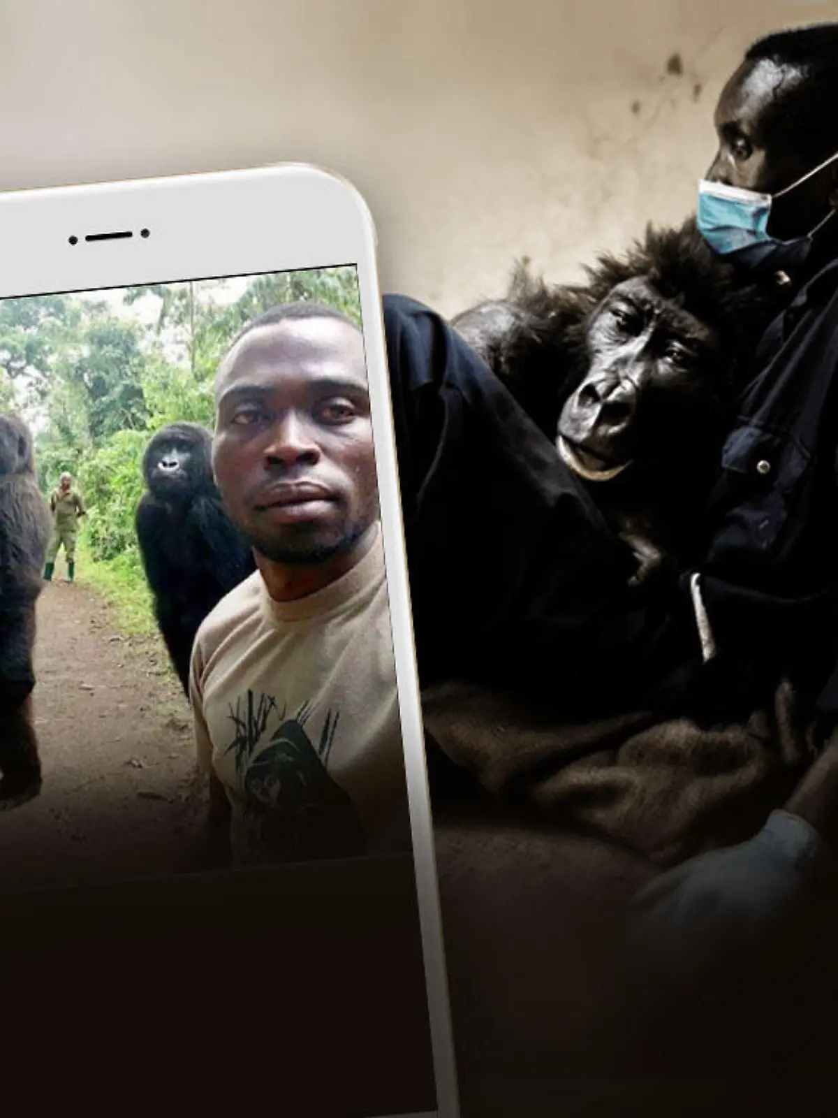 Gorilla-Selfie und das letzte Bild der Gorilladame vor ihrem Tod