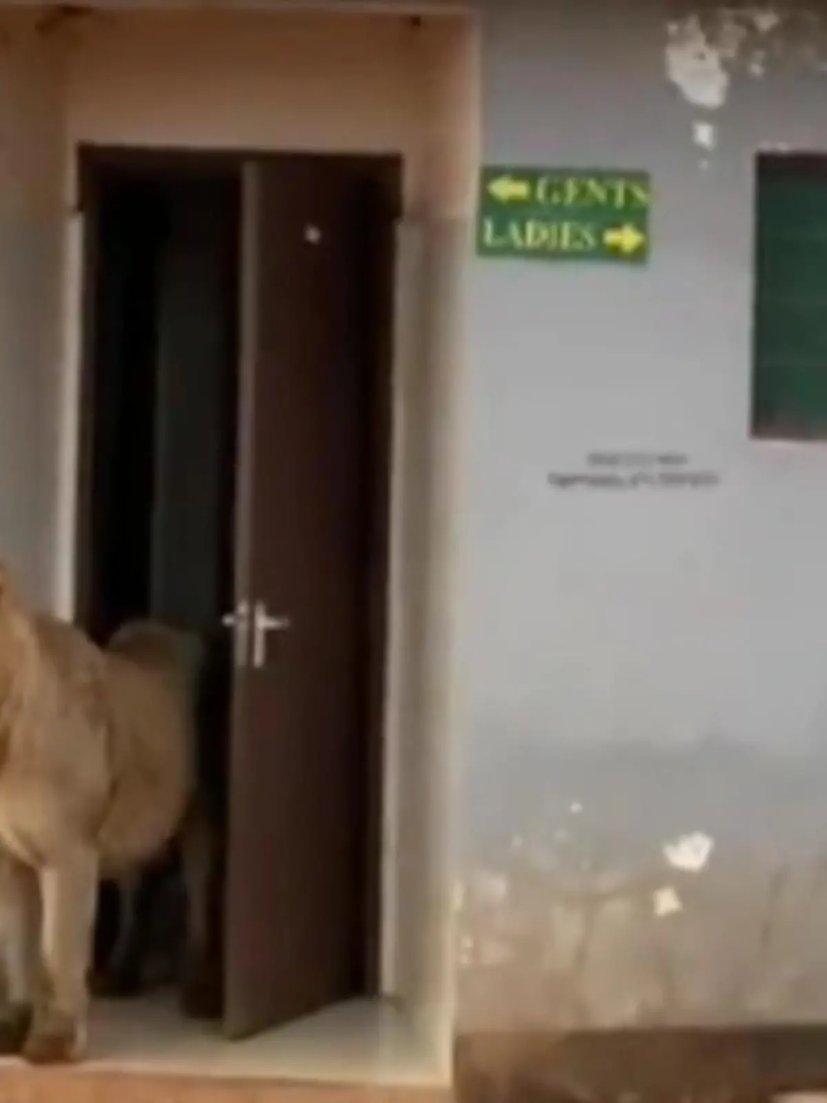 Sowas überrascht selbst erfahrene Abenteurer: Besucher einer Jeepsafari im Gir-Nationalpark (Indien) wollten gerade einen Toilettenpause einlegen, als sie bemerkten, dass das Klo schon besetzt war. Eine Löwin stolzierte aus dem öffentlichen Gebäude und schaute genau so überrascht, wie ihre Zuschauer – dieses absolute Highlight sehen sie im Video!