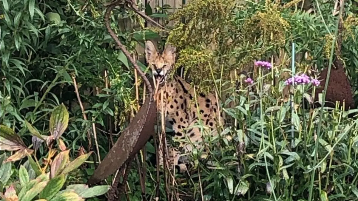 Ein Serval wurde in Borken gesichtet.