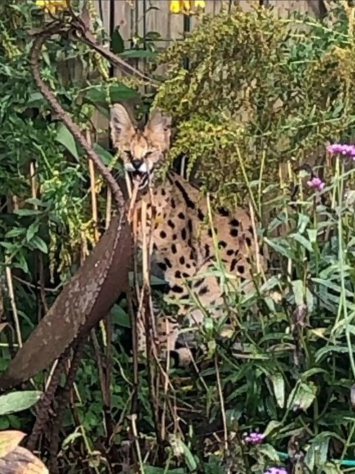 Ein Serval wurde in Borken gesichtet.