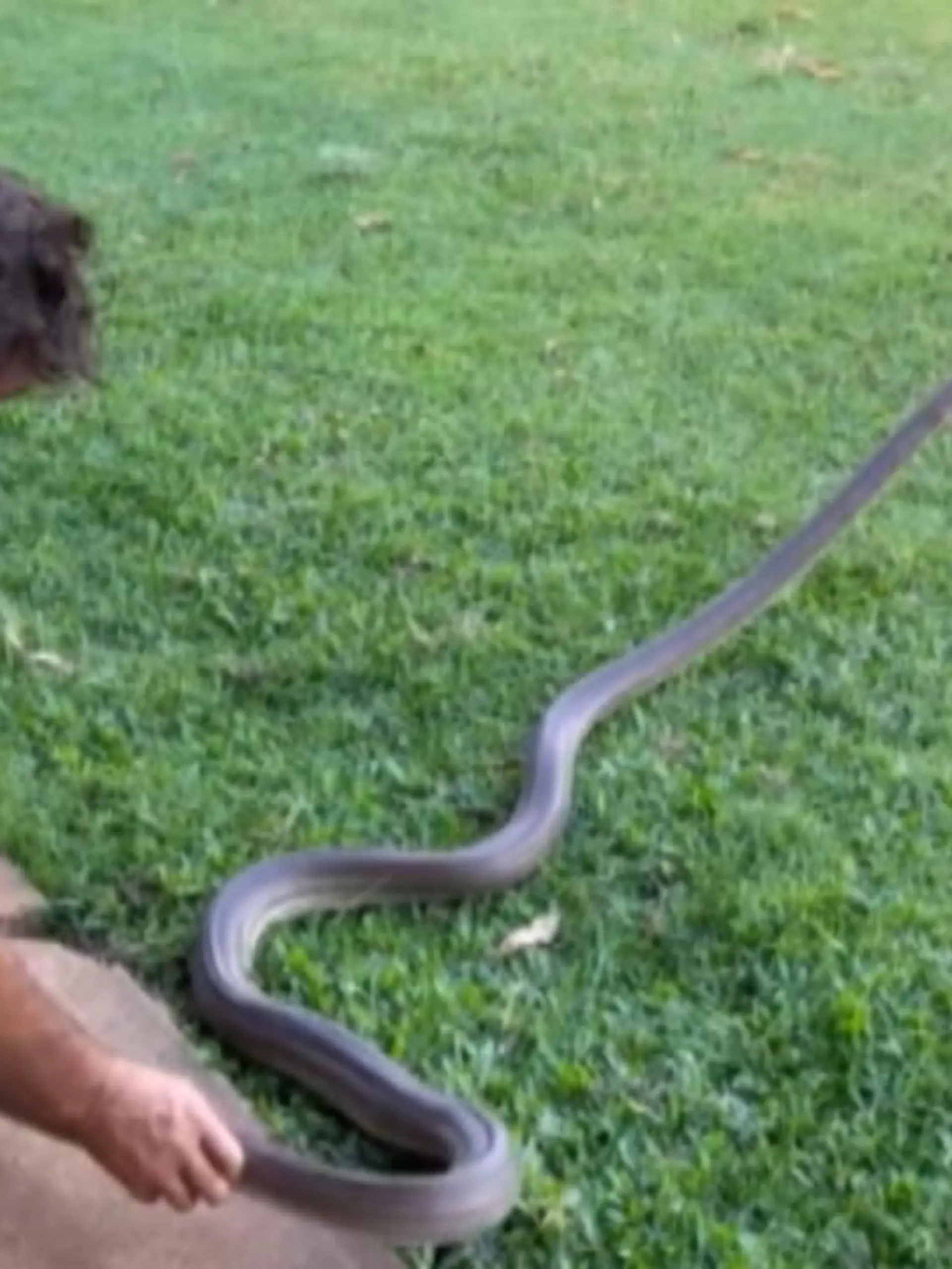 Bei diesen Aufnahmen kommt unweigerlich der Vergleich mit dem einstigen "Crocodile Hunter" Steve Irwin († 44) auf. Ein Vater lässt sein zweijähriges Kind mit einer meterlangen Schlange spielen. Väterliche Sorge? Fehlanzeige!