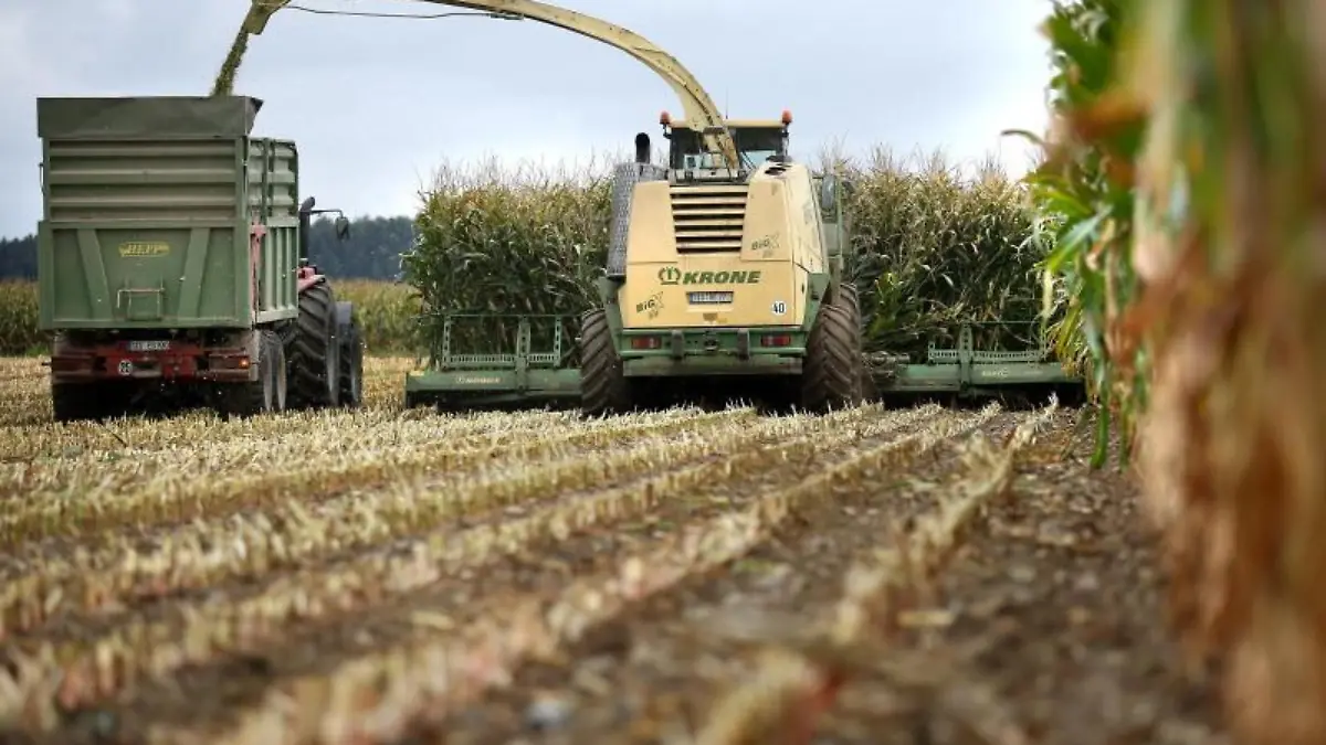 Maishäcksler und Traktor bei der Ernte