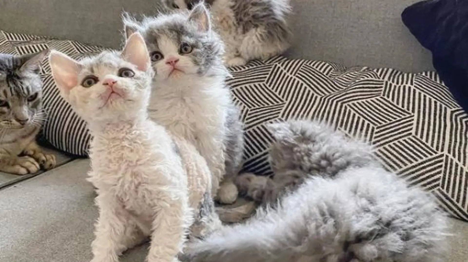Tierische Internetstars