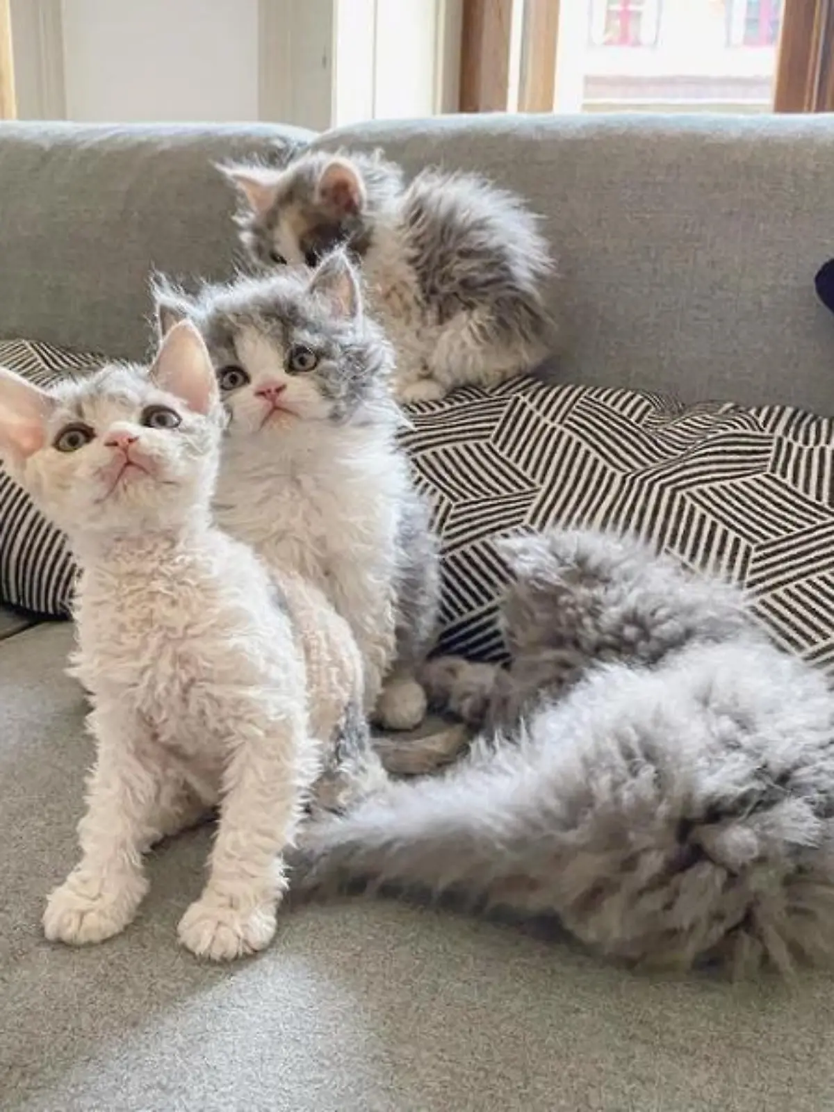 Tierische Internetstars