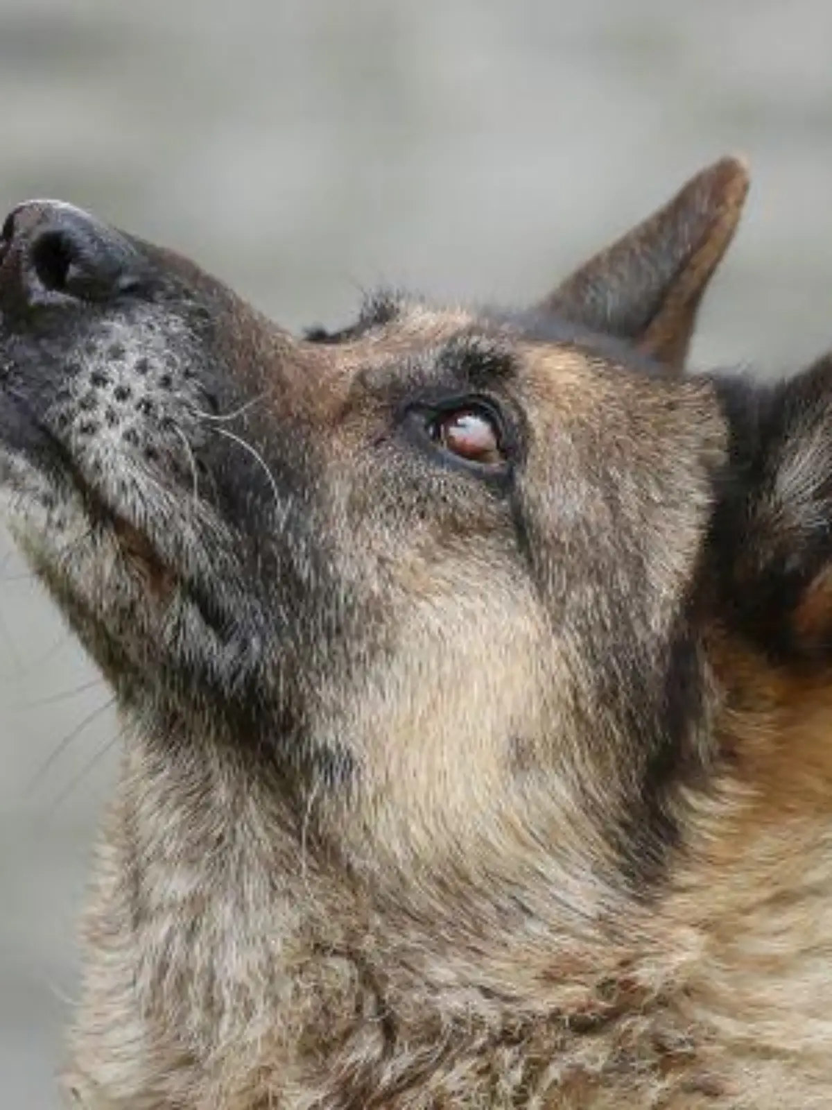 Bisher lebt sie im Tierheim