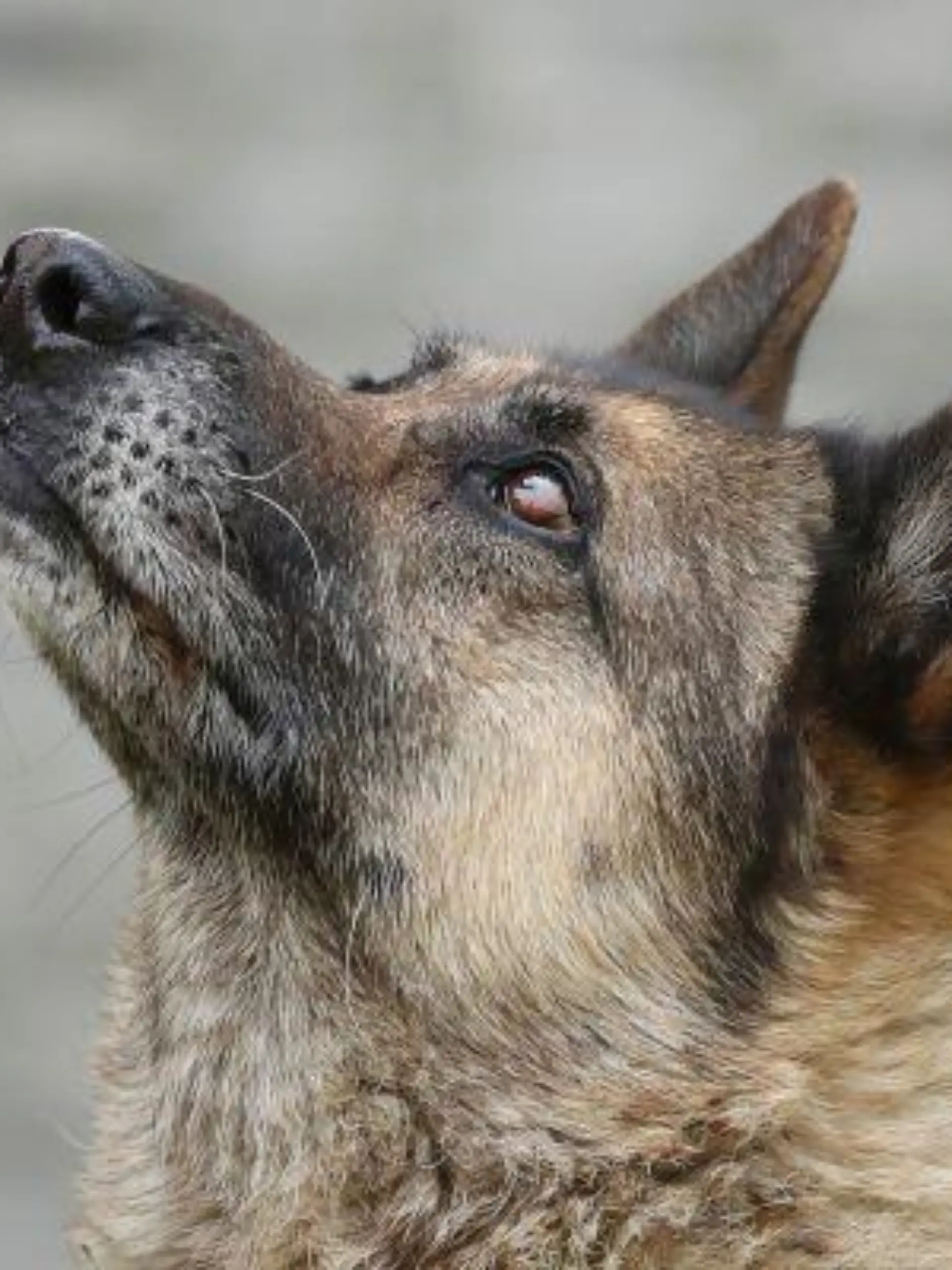 Bisher lebt sie im Tierheim