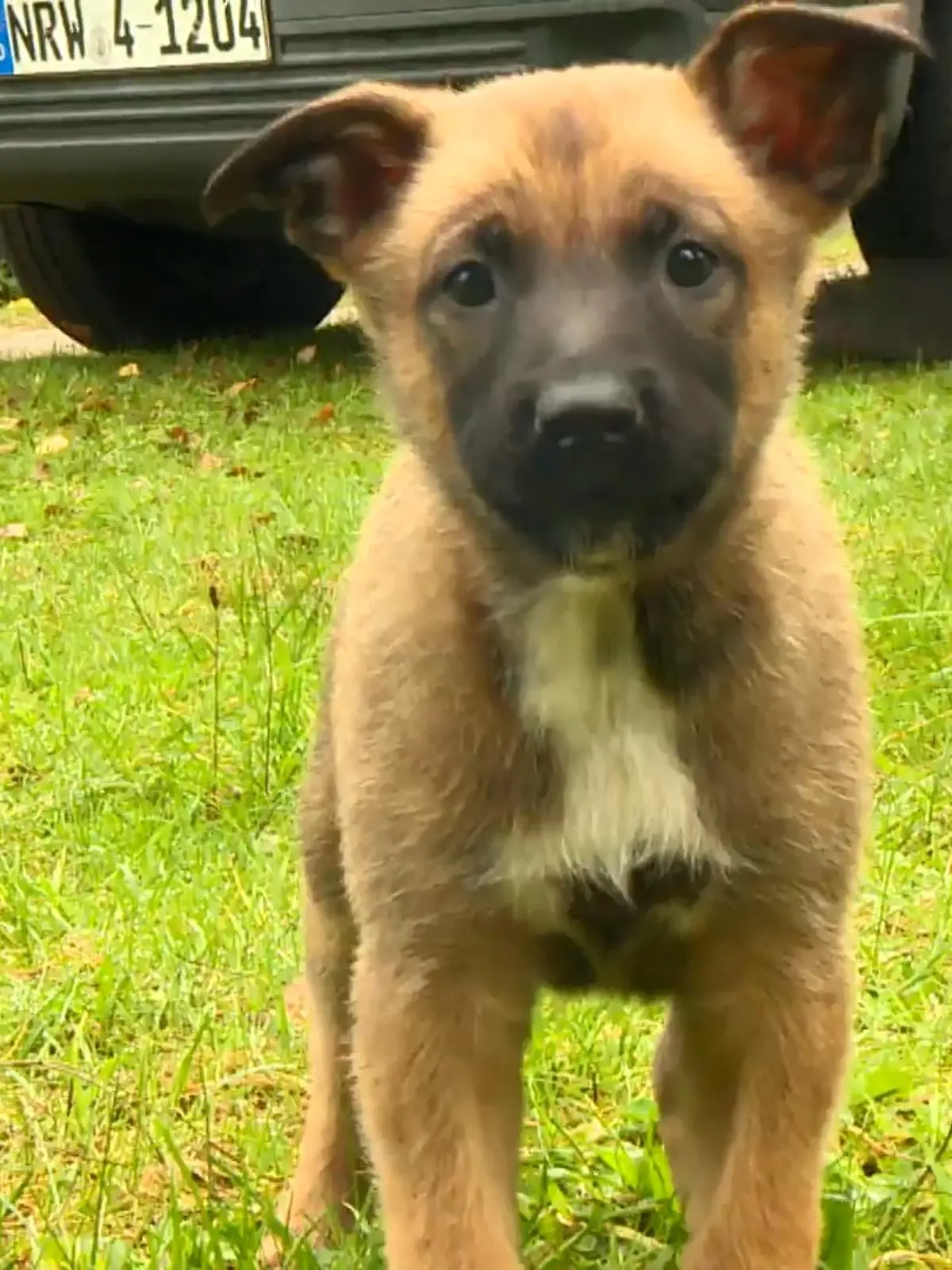 Bild zu: "Tierischer Nachwuchs für Polizei"