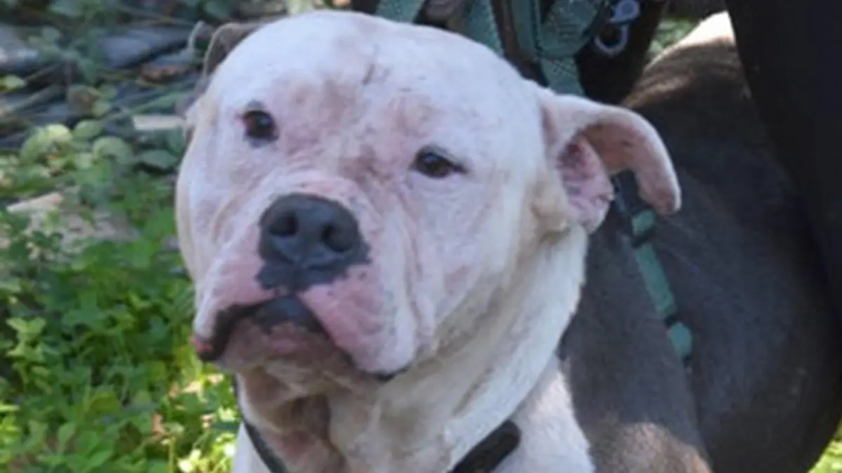 Pitbulls beißen Einbrecher tot