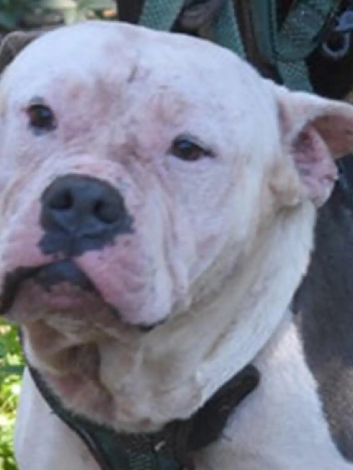 Pitbulls beißen Einbrecher tot
