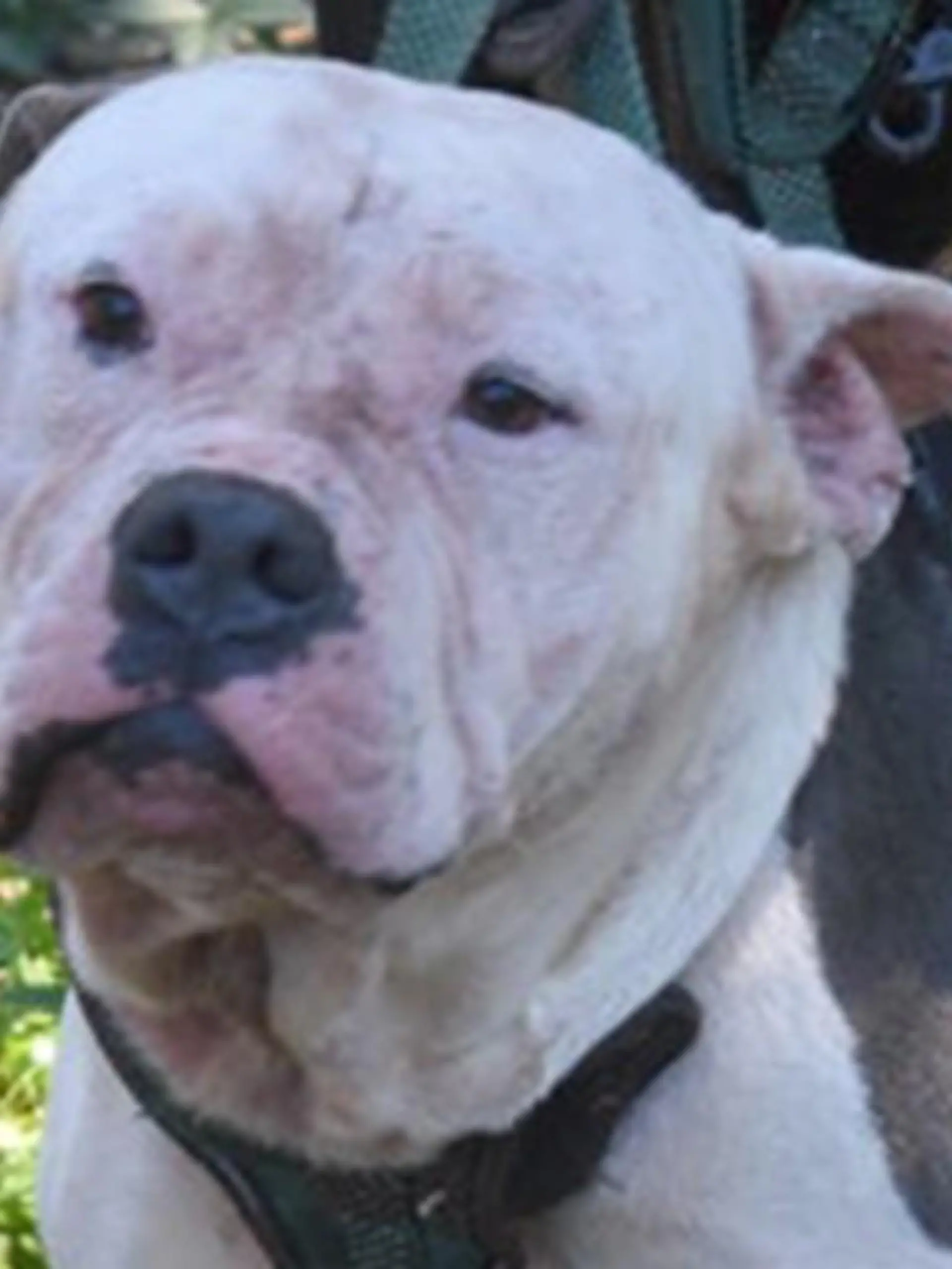Pitbulls beißen Einbrecher tot