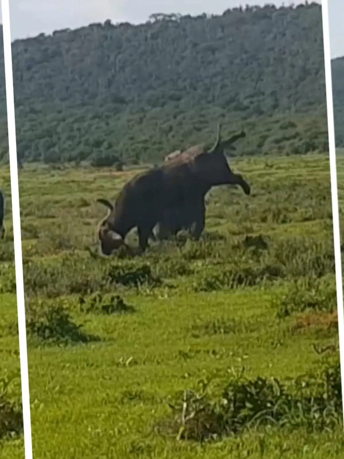 Unfassbare Bilder aus einem Wildreservat: Ein Safari-Guide filmte den Kampf der beiden tonnenschweren Tiere. Die spektakulären Aufnahmen sehen Sie im Video.