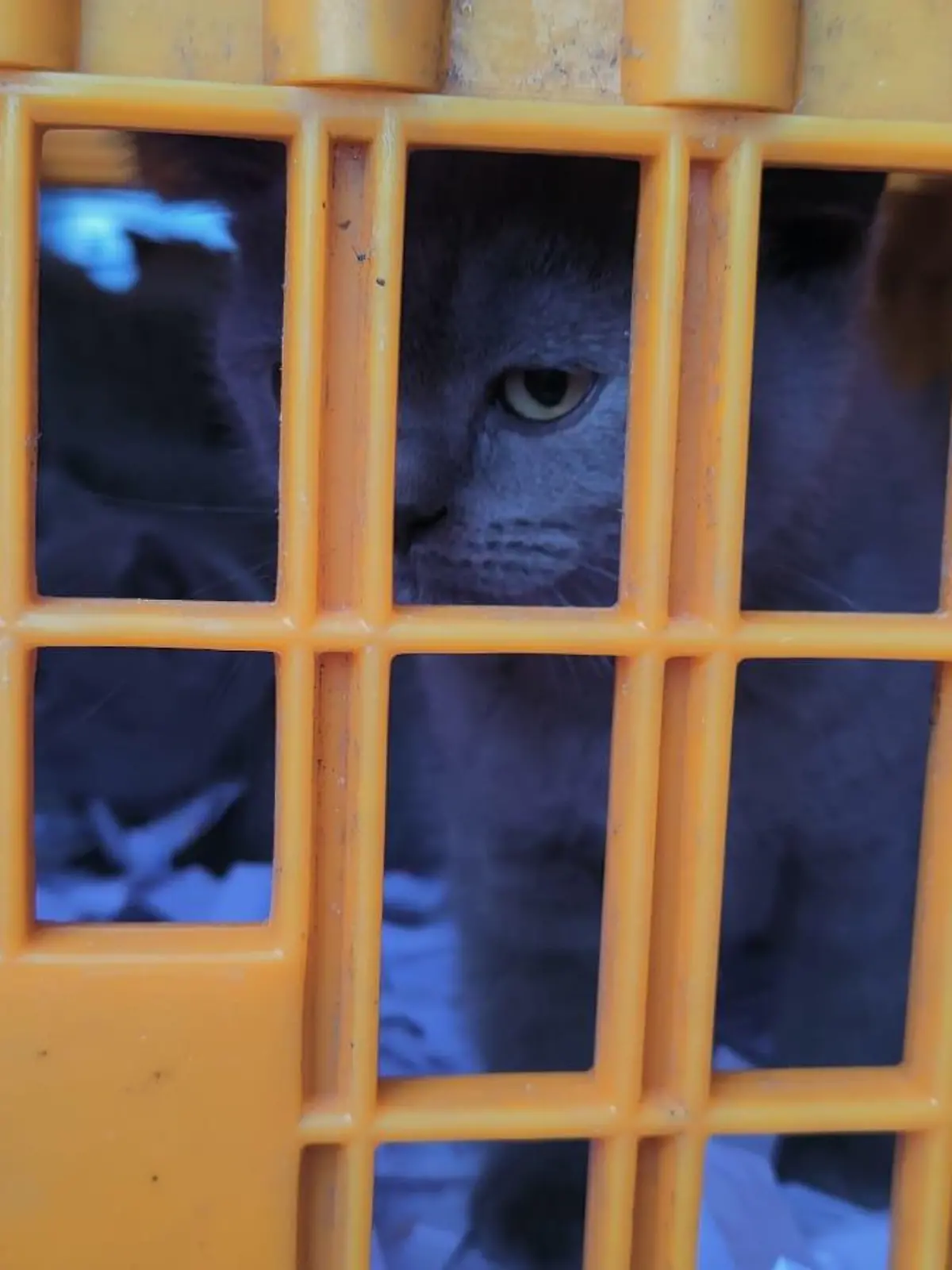 Katzen