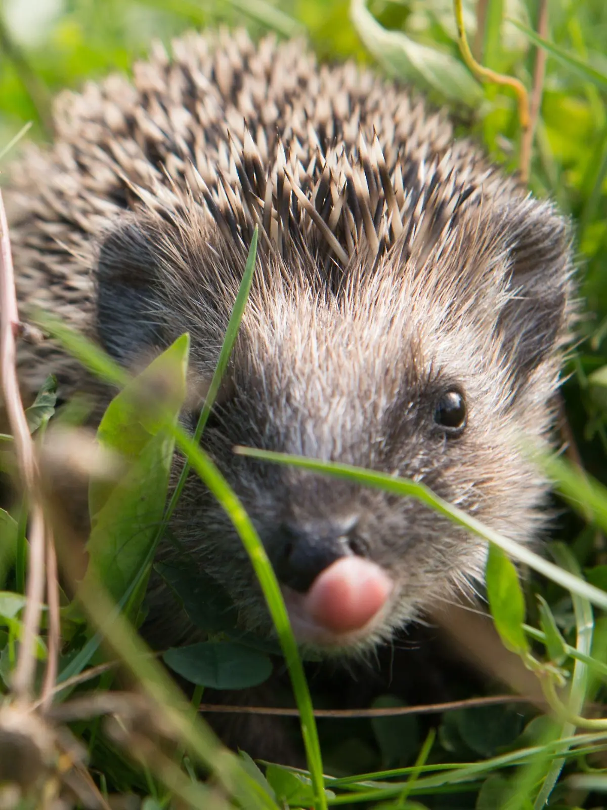26.09.2015, Thüringen, Erfurt: Ein Igel sitzt im Gras. (zu dpa ««Unsere Igel leiden große Not» - Tierschützer raten zu Fütterung») Foto: Sebastian Kahnert/dpa-Zentralbild/dpa +++ dpa-Bildfunk +++